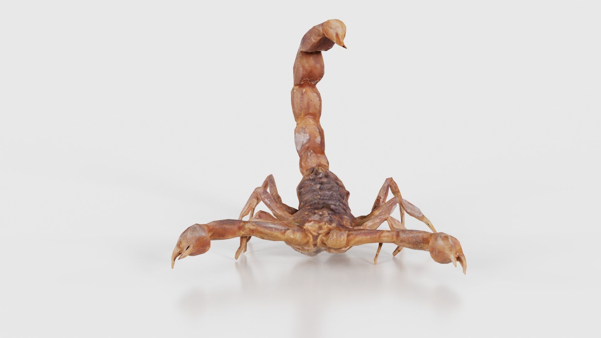 Scorpio Maurus Palmatus Scorpion Low-poly 3D model_17