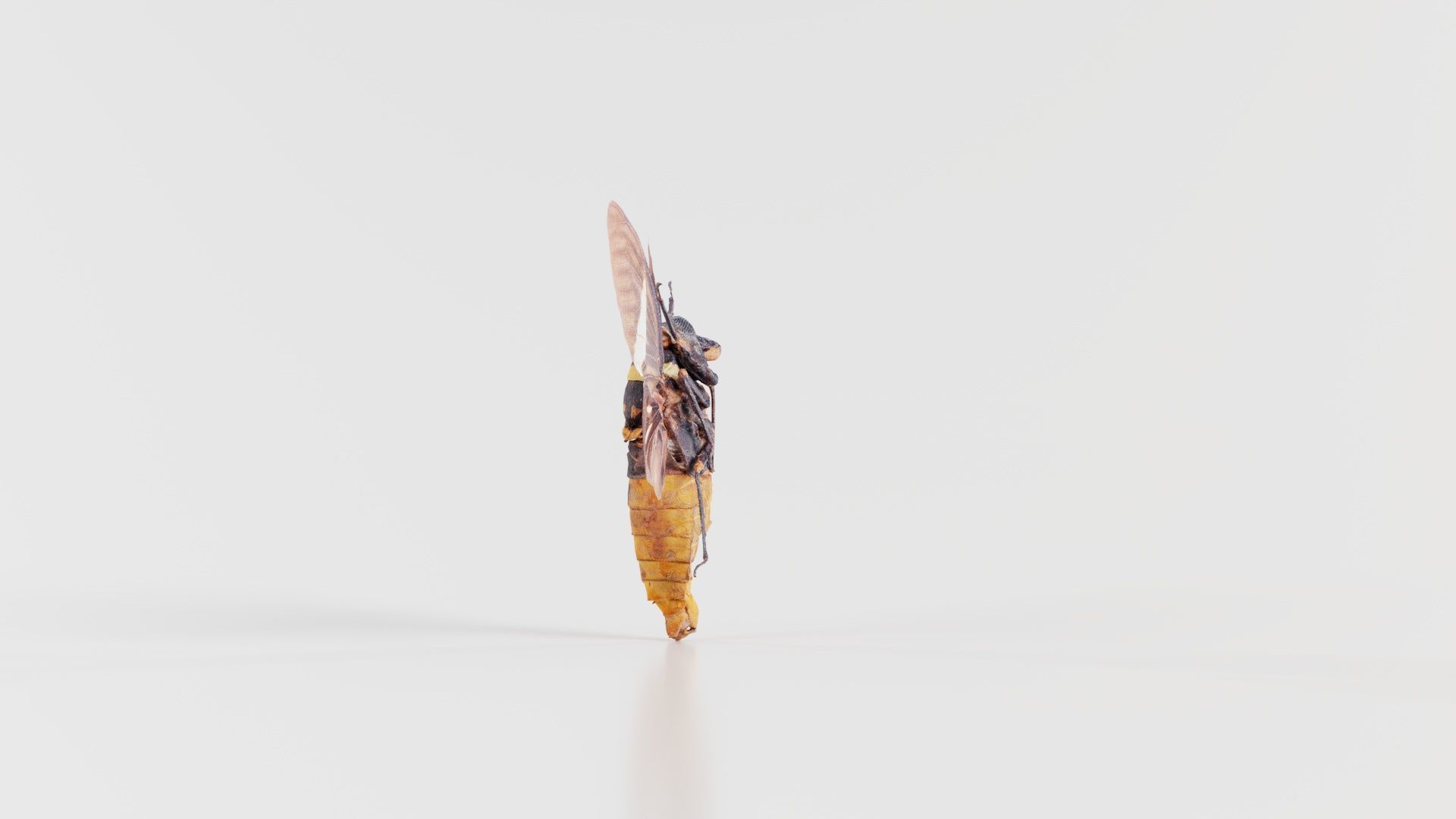 Tosena Fasciata Sumatra Low-poly 3D model_7