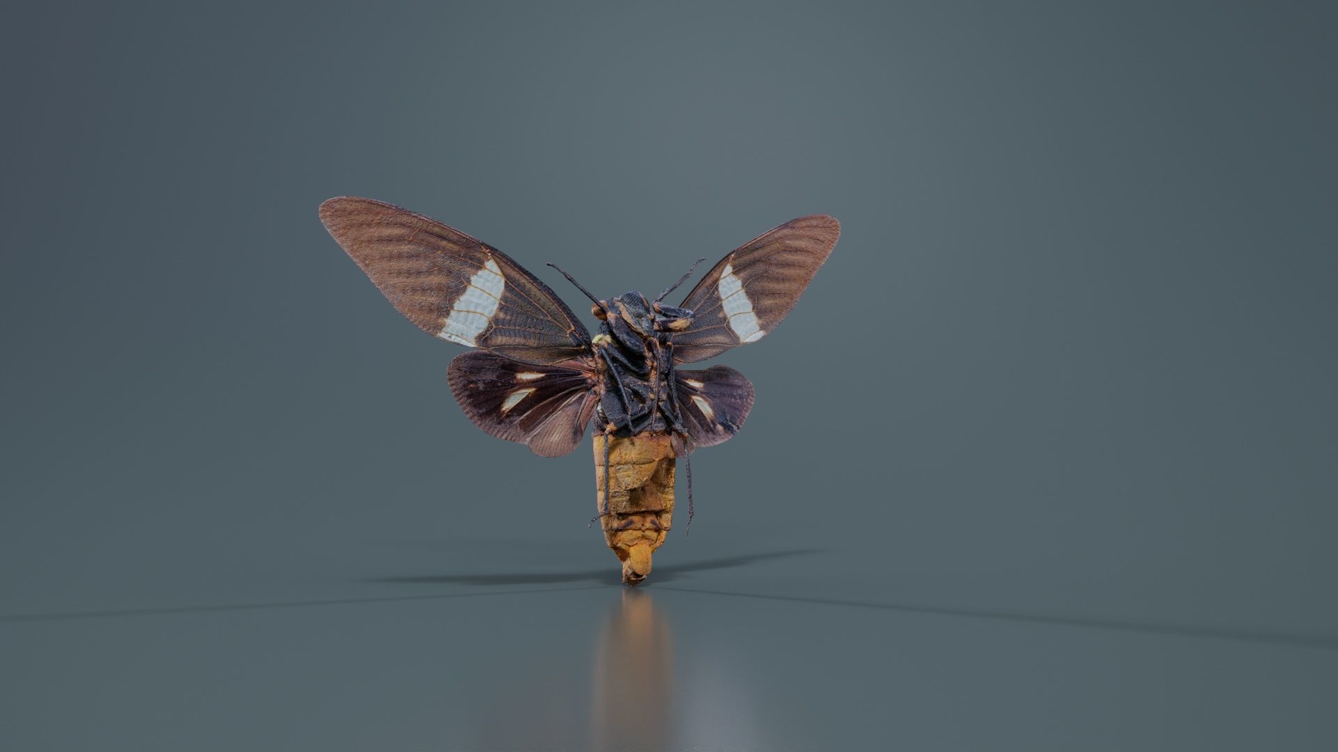 Tosena Fasciata Sumatra Low-poly 3D model_2