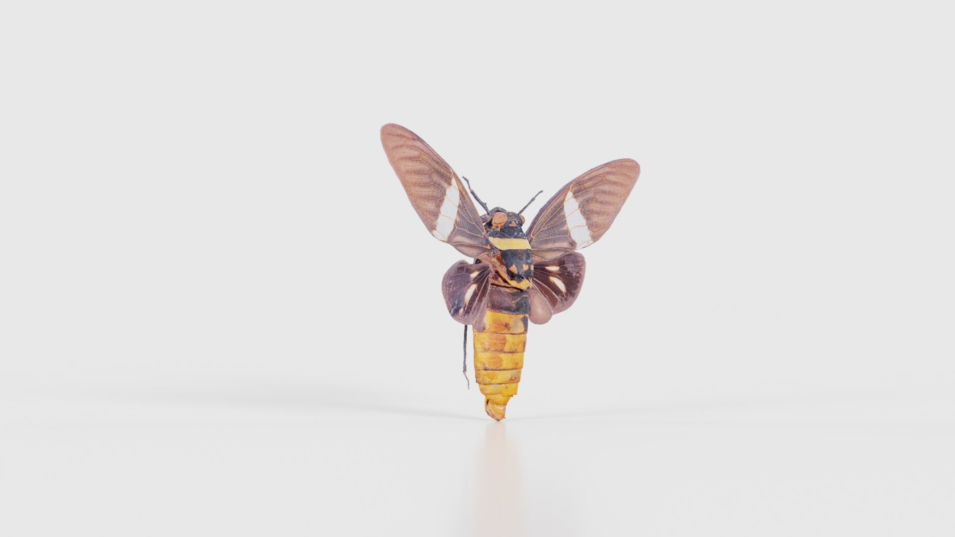 Tosena Fasciata Sumatra Low-poly 3D model_17