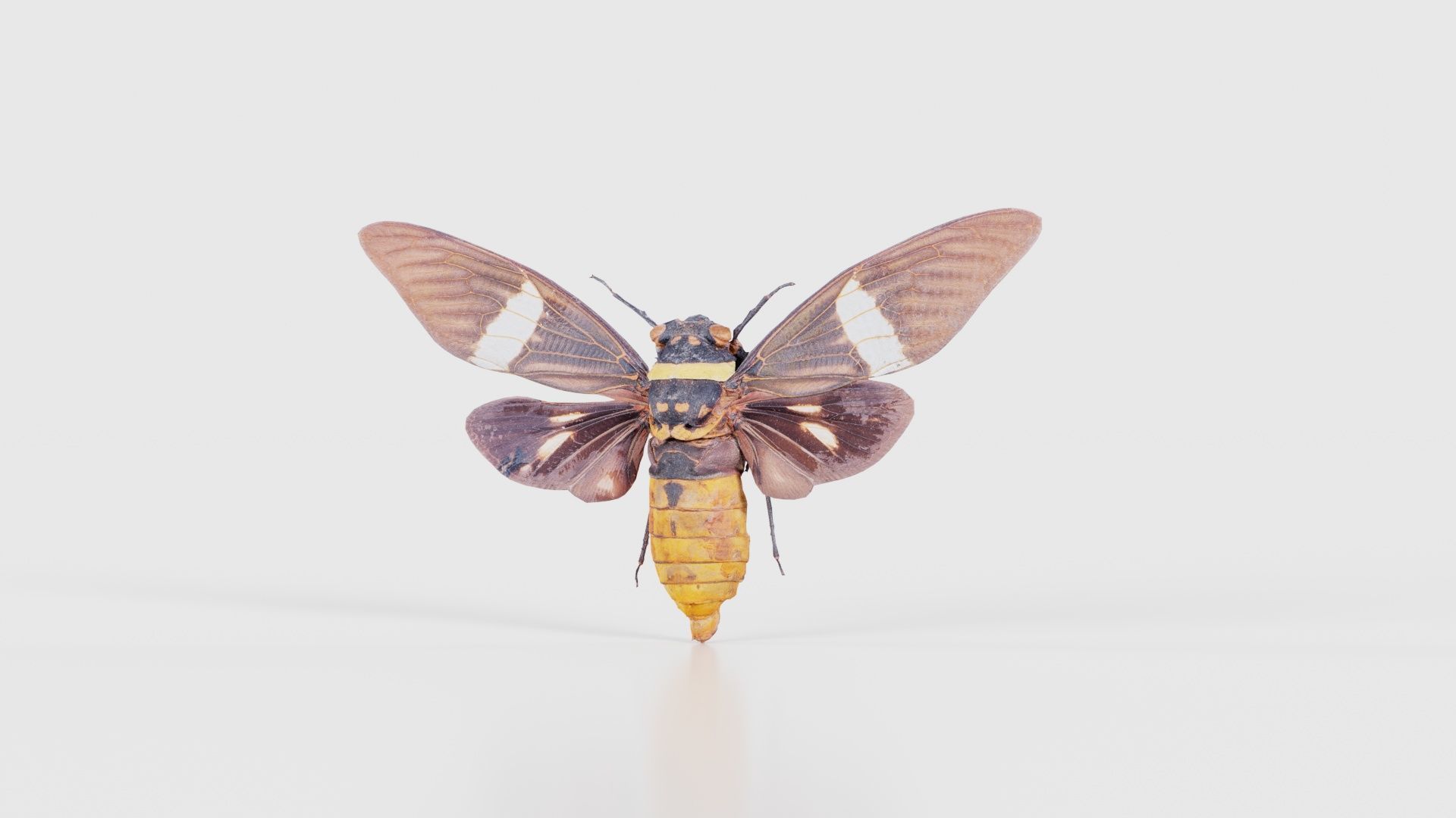 Tosena Fasciata Sumatra Low-poly 3D model_26