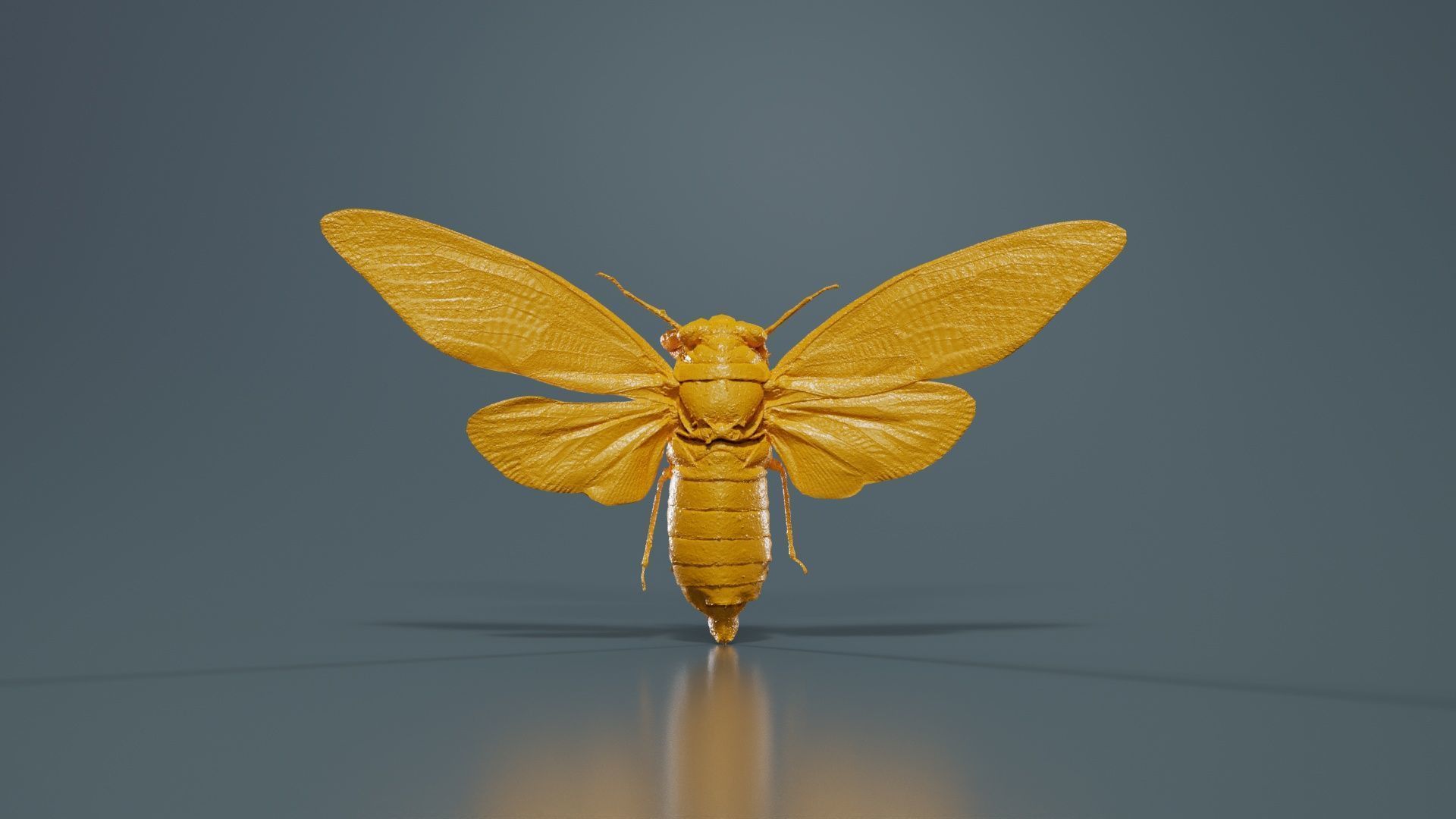 Tosena Fasciata Sumatra Low-poly 3D model_12