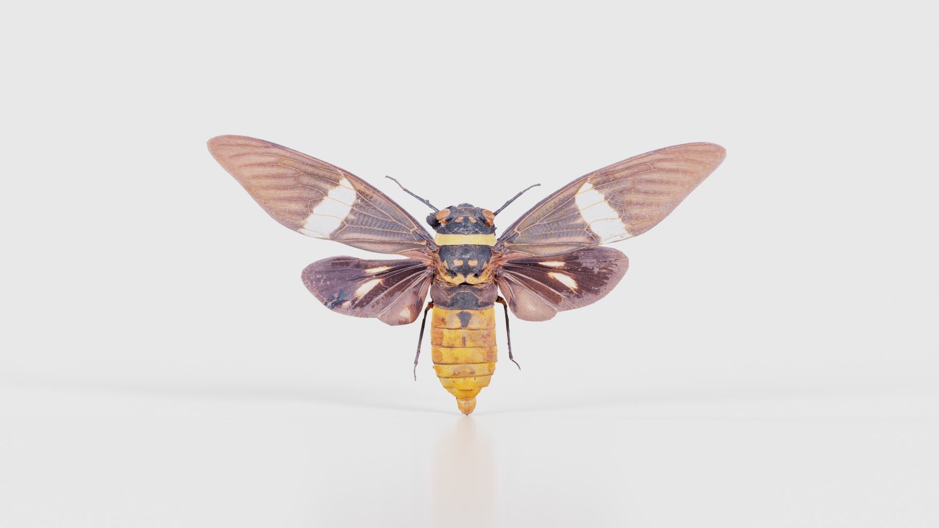 Tosena Fasciata Sumatra Low-poly 3D model_15