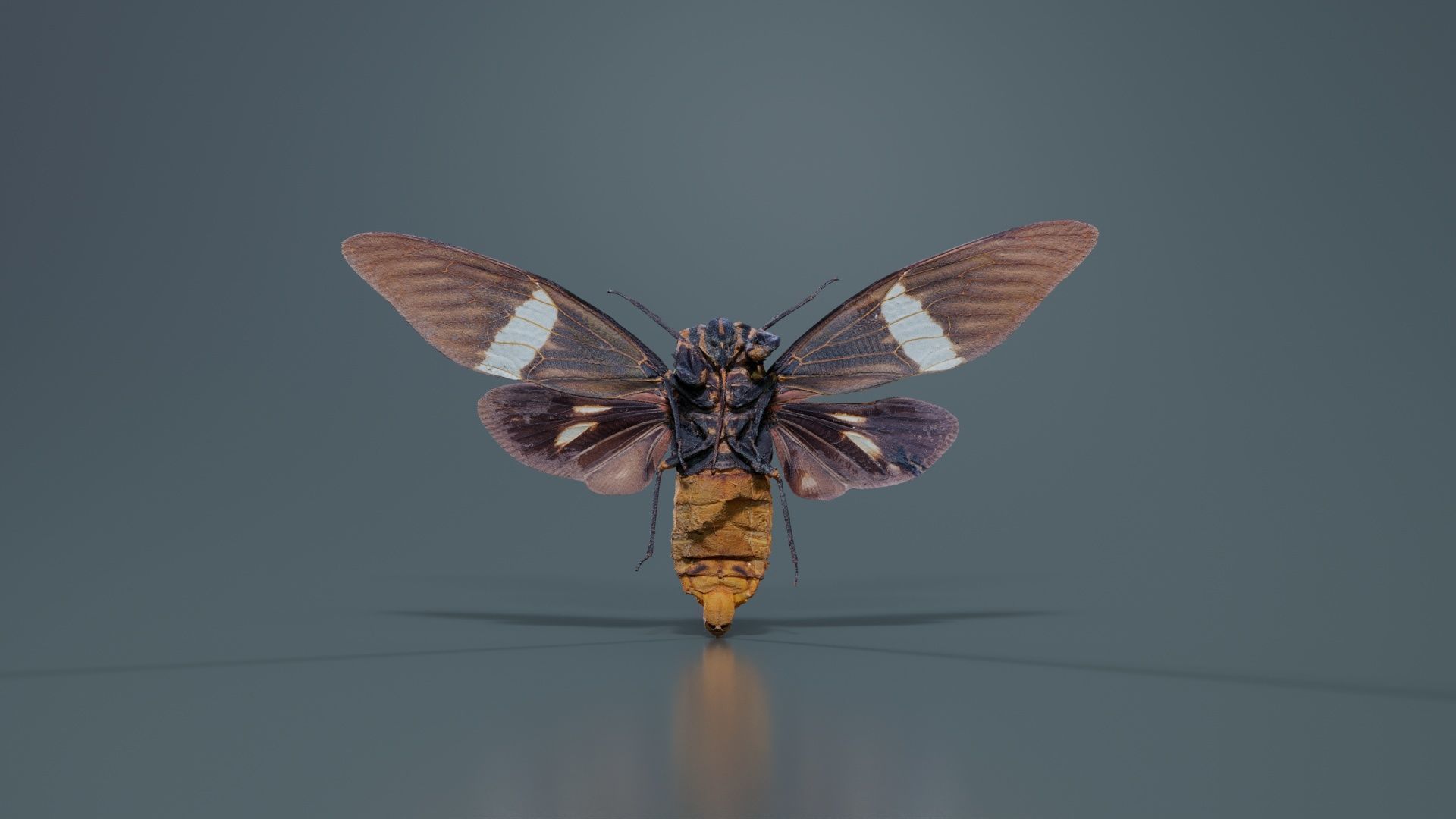 Tosena Fasciata Sumatra Low-poly 3D model_5