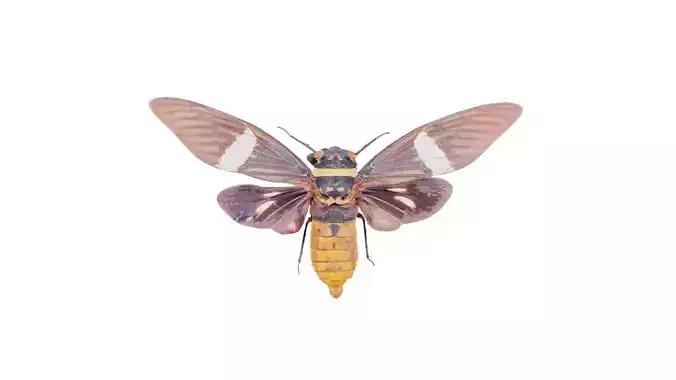 Tosena Fasciata Sumatra Low-poly 3D model