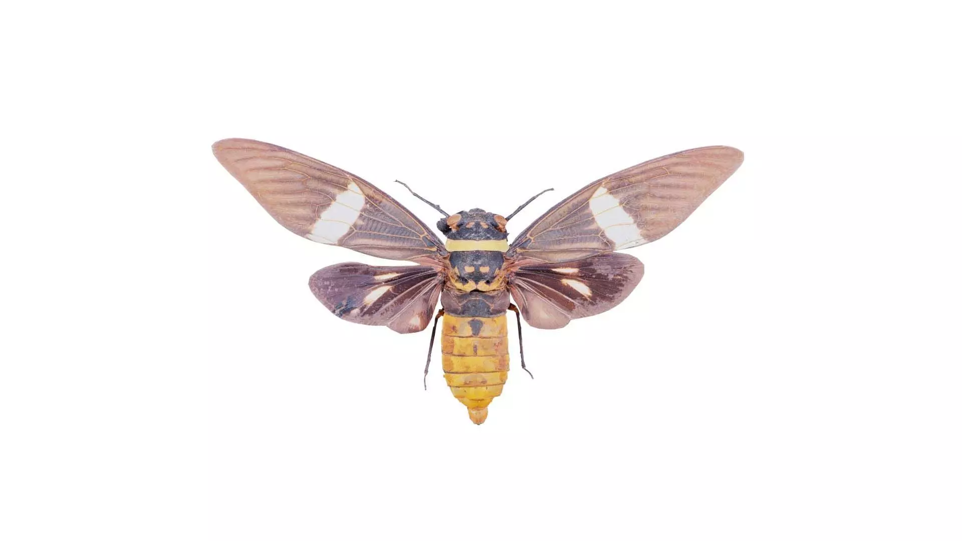 Tosena Fasciata Sumatra Low-poly 3D model_0