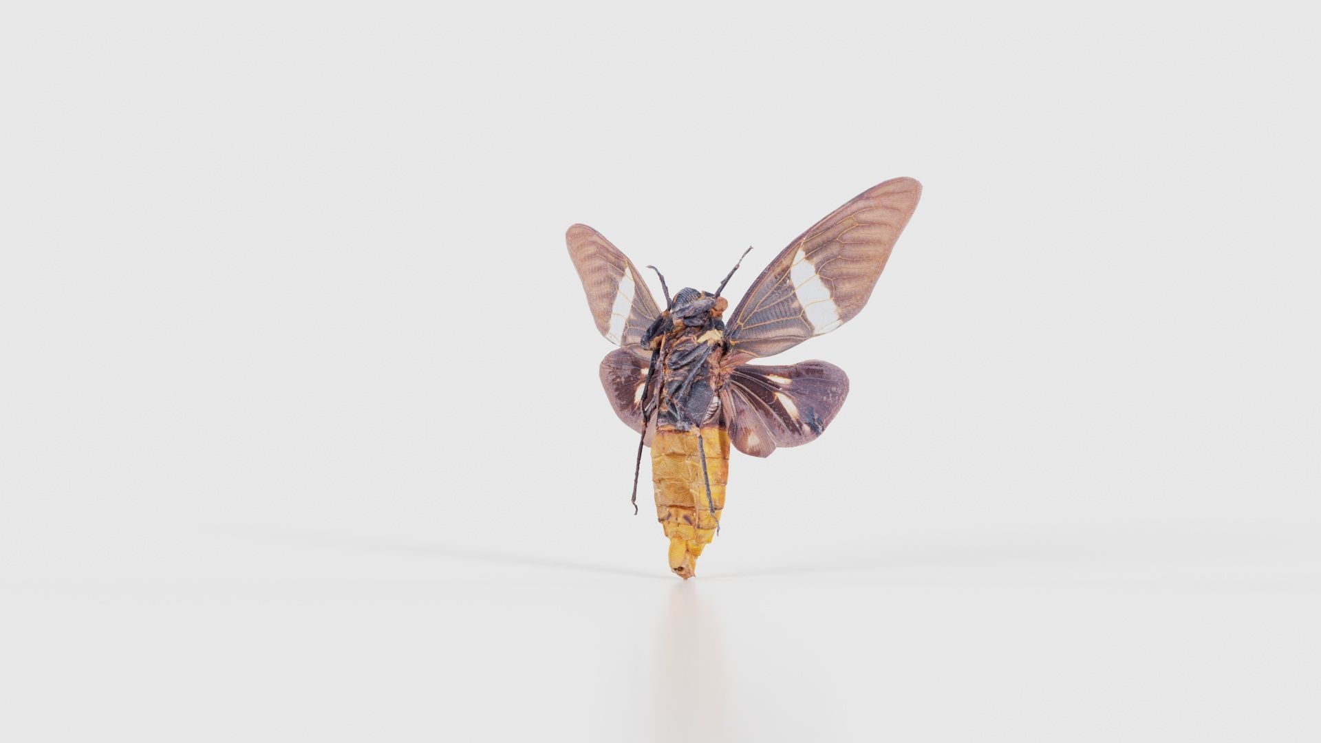 Tosena Fasciata Sumatra Low-poly 3D model_19