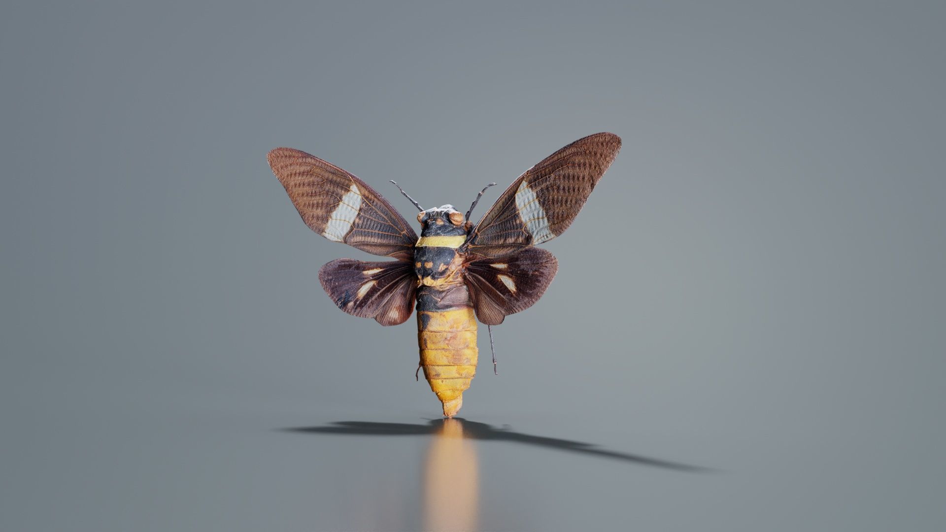 Tosena Fasciata Sumatra Low-poly 3D model_4