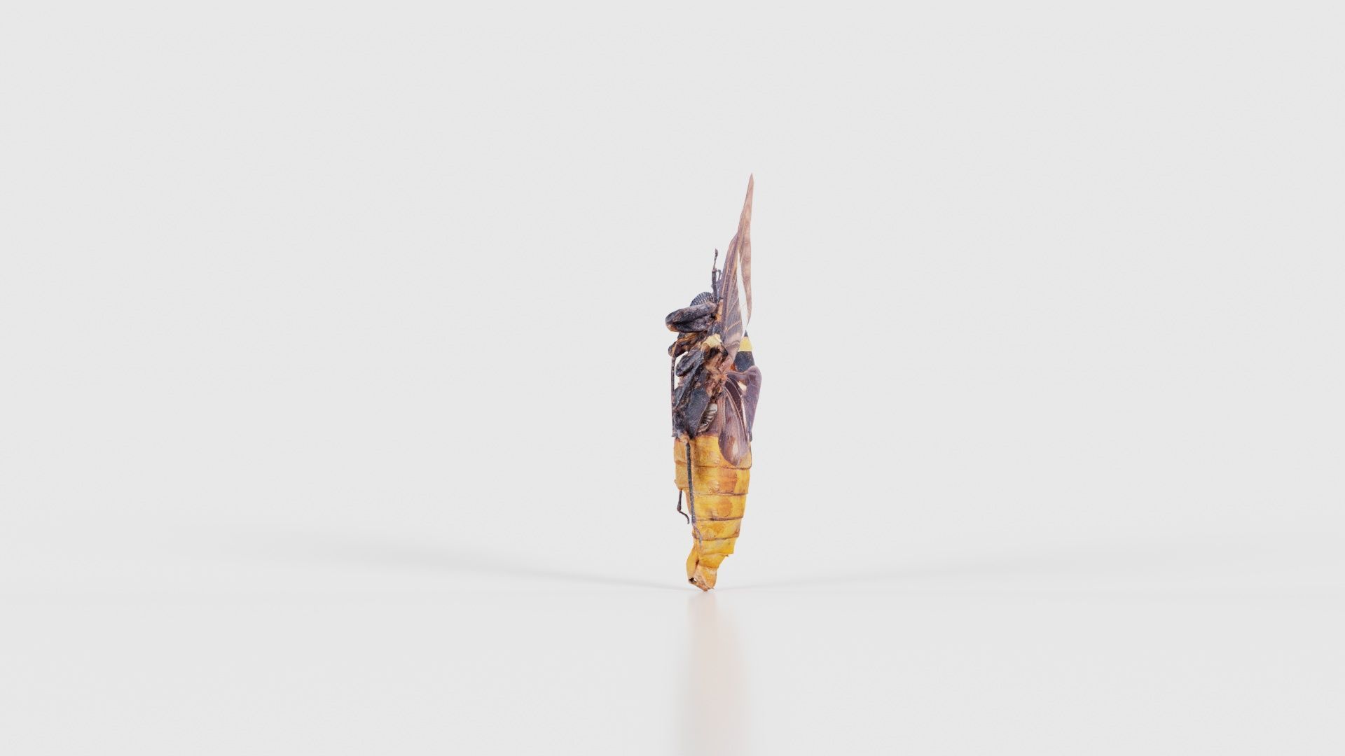 Tosena Fasciata Sumatra Low-poly 3D model_18