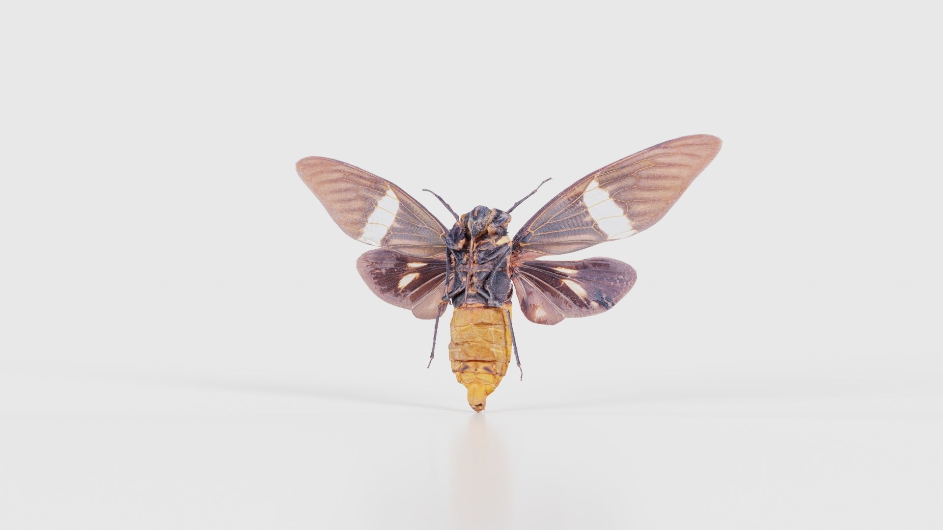 Tosena Fasciata Sumatra Low-poly 3D model_20