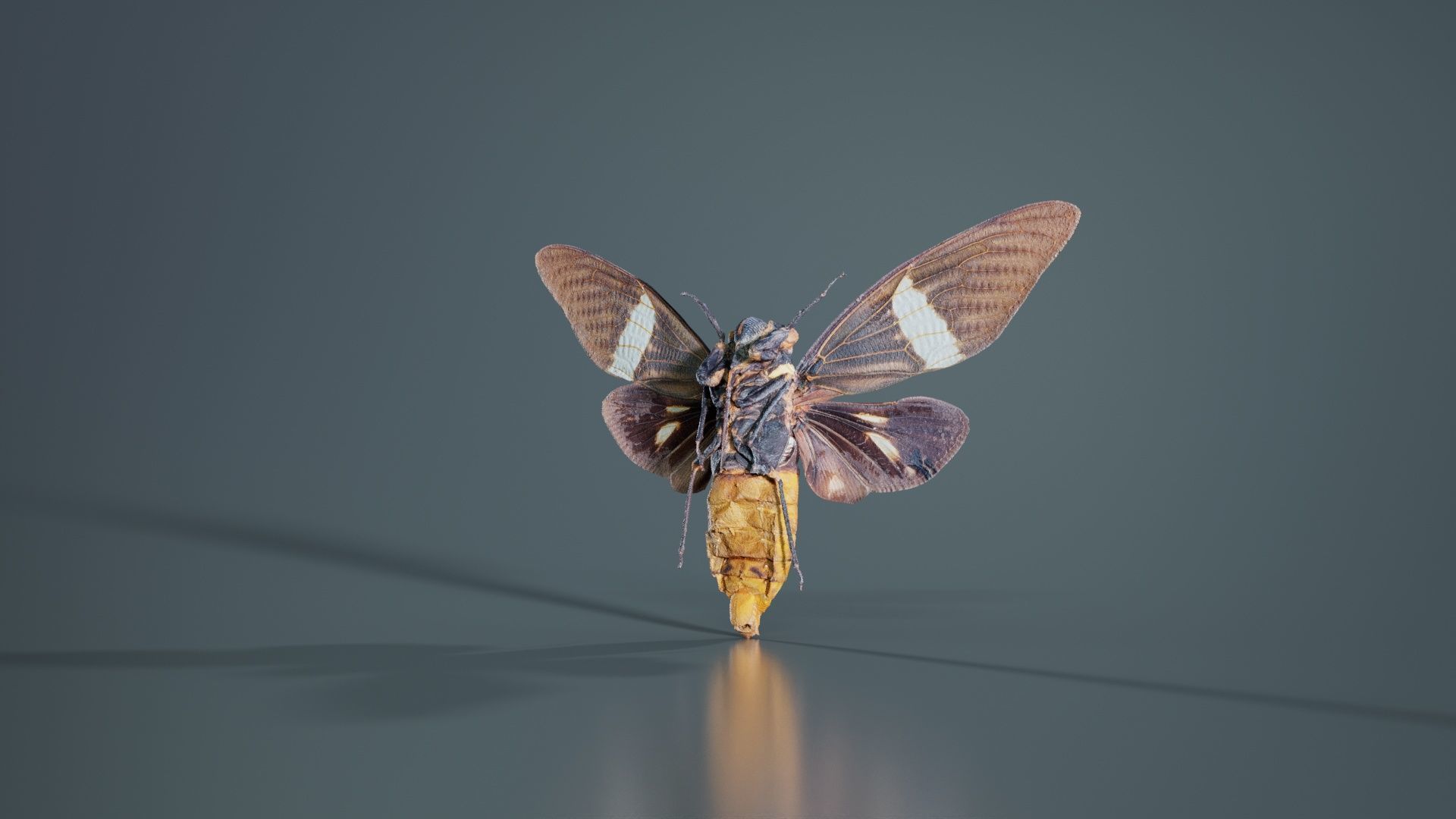 Tosena Fasciata Sumatra Low-poly 3D model_8