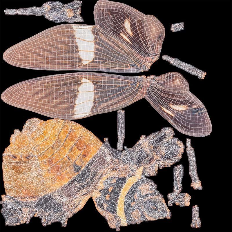 Tosena Fasciata Sumatra Low-poly 3D model_14