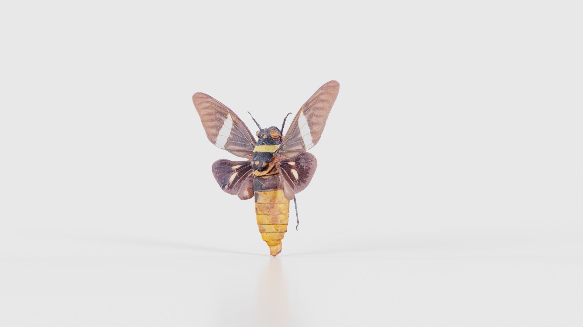 Tosena Fasciata Sumatra Low-poly 3D model_25