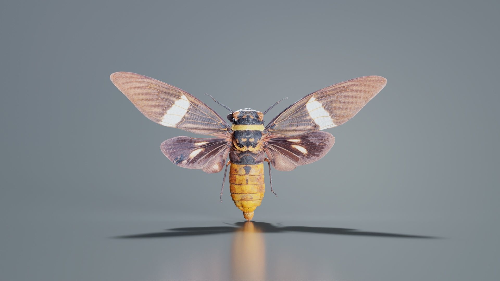 Tosena Fasciata Sumatra Low-poly 3D model_1