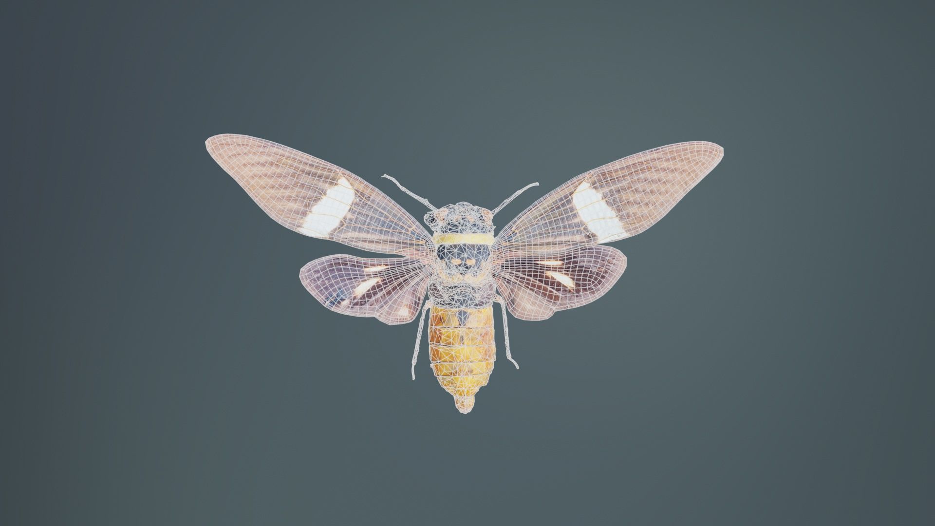 Tosena Fasciata Sumatra Low-poly 3D model_9