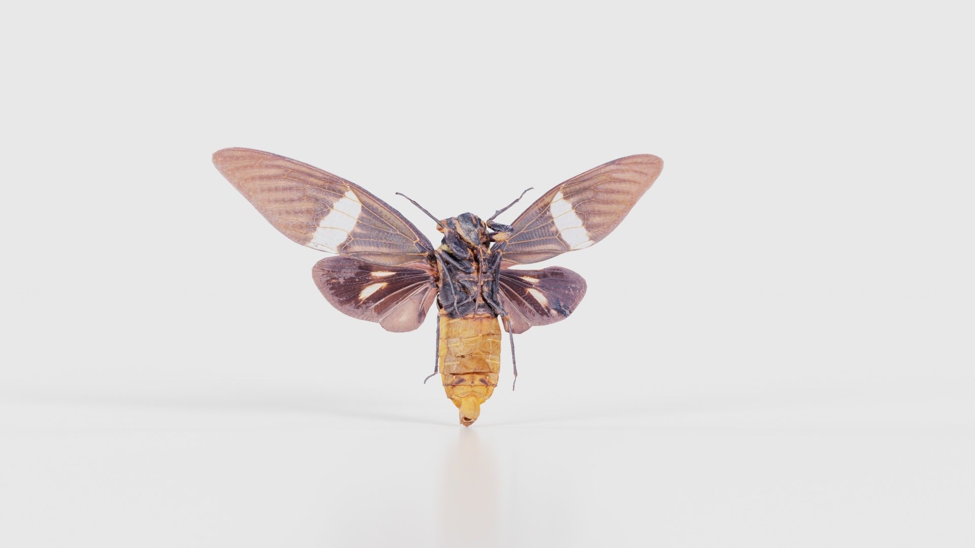 Tosena Fasciata Sumatra Low-poly 3D model_22