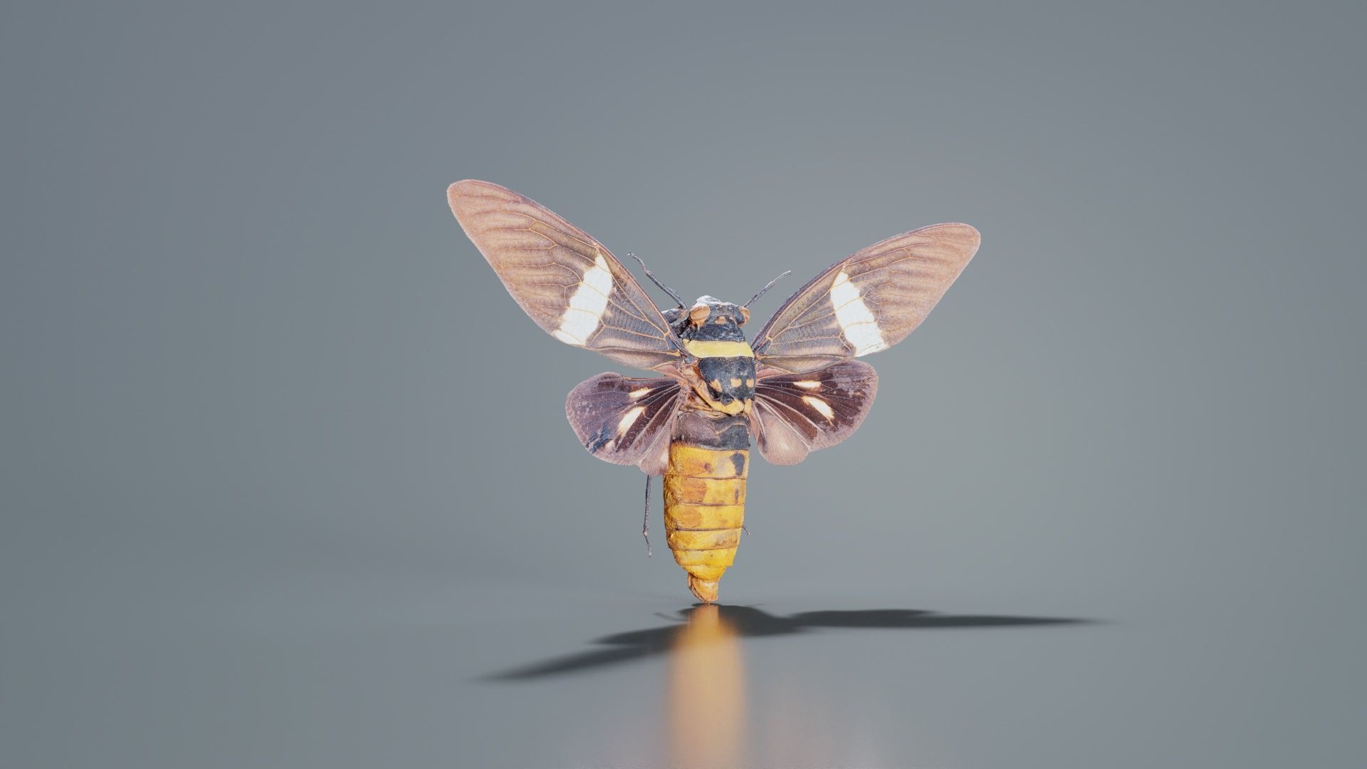 Tosena Fasciata Sumatra Low-poly 3D model_6