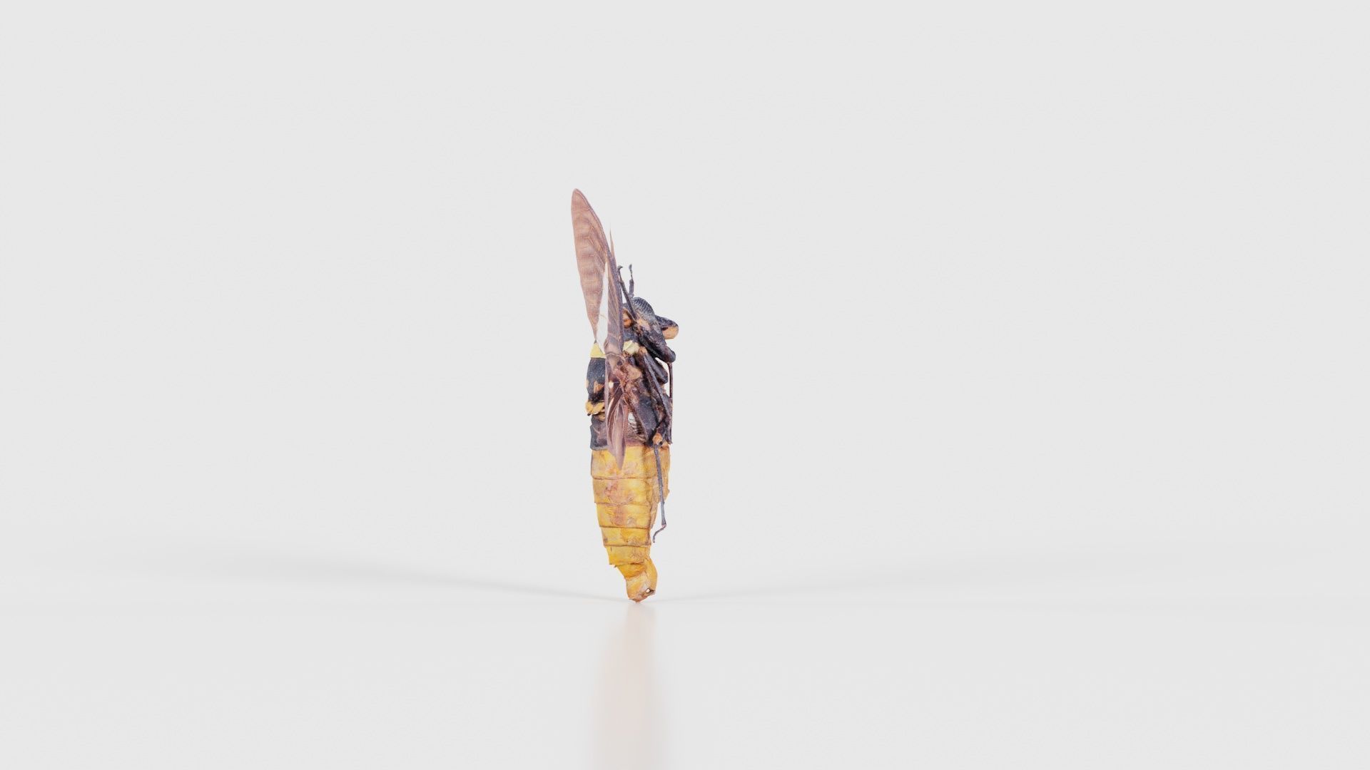 Tosena Fasciata Sumatra Low-poly 3D model_24