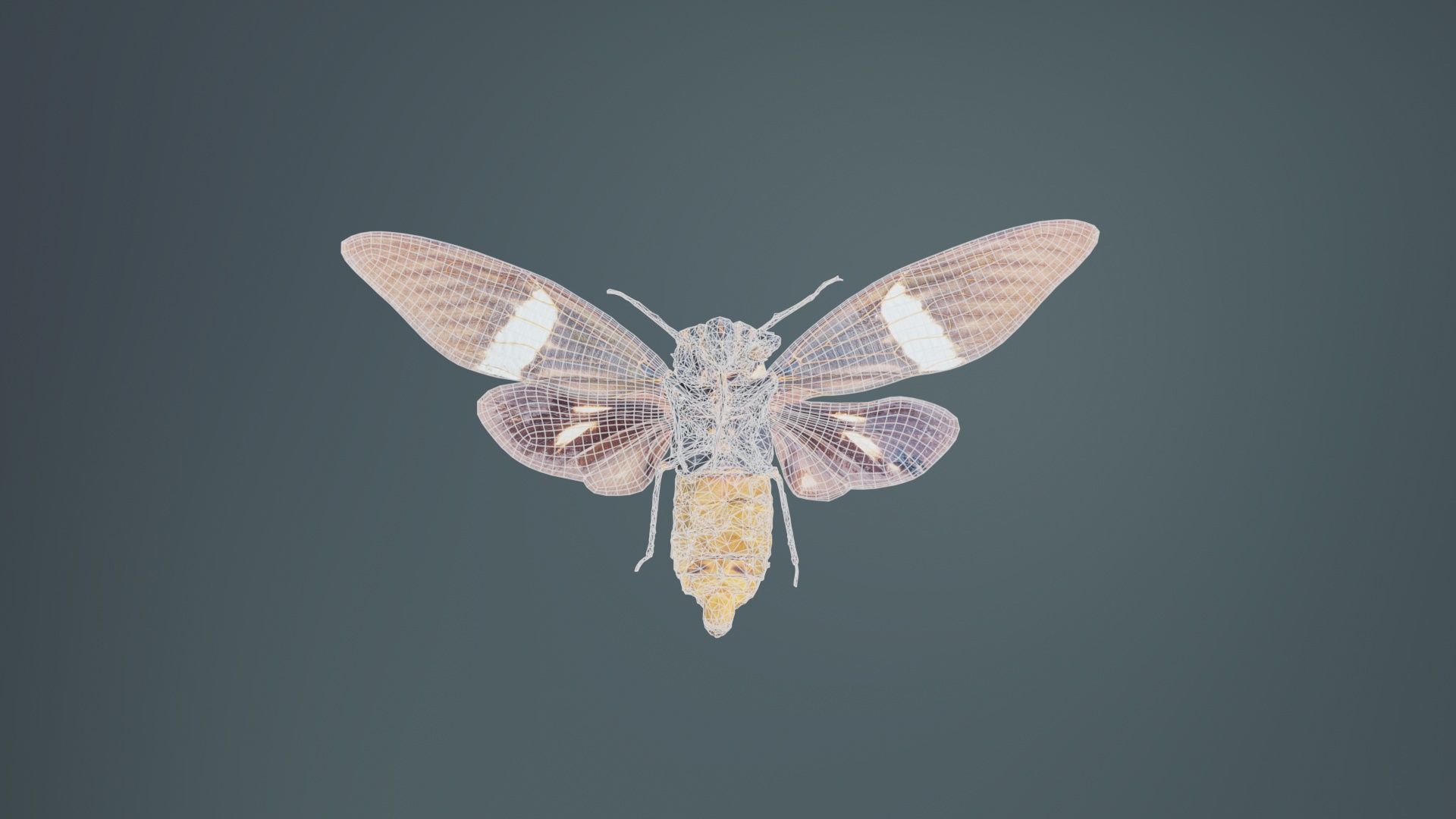 Tosena Fasciata Sumatra Low-poly 3D model_10