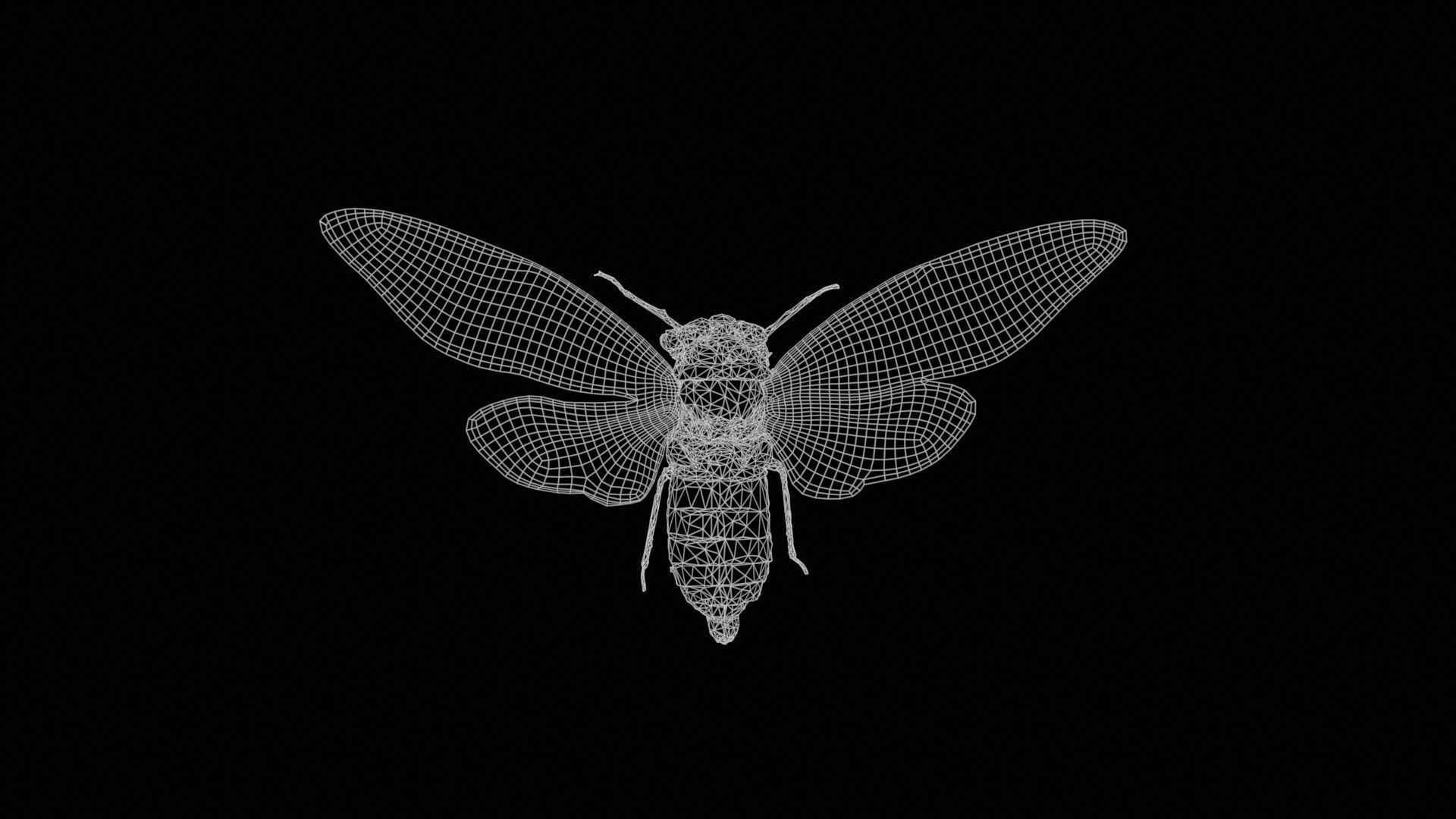 Tosena Fasciata Sumatra Low-poly 3D model_11