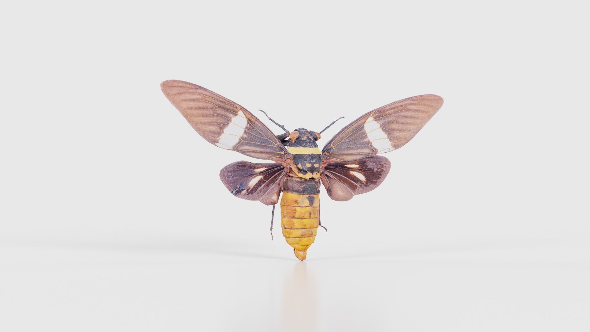 Tosena Fasciata Sumatra Low-poly 3D model_16