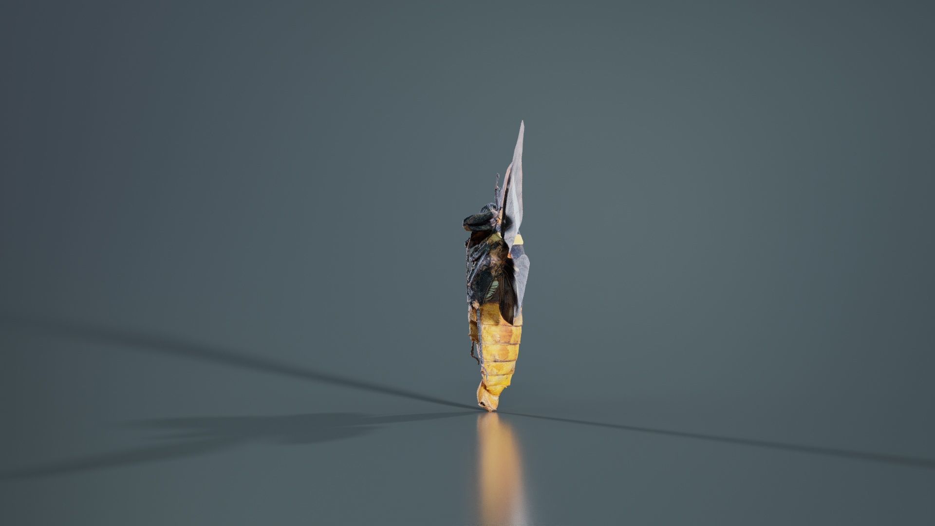 Tosena Fasciata Sumatra Low-poly 3D model_3