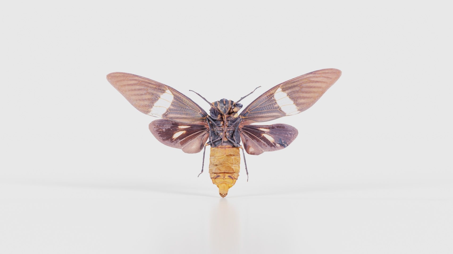 Tosena Fasciata Sumatra Low-poly 3D model_21