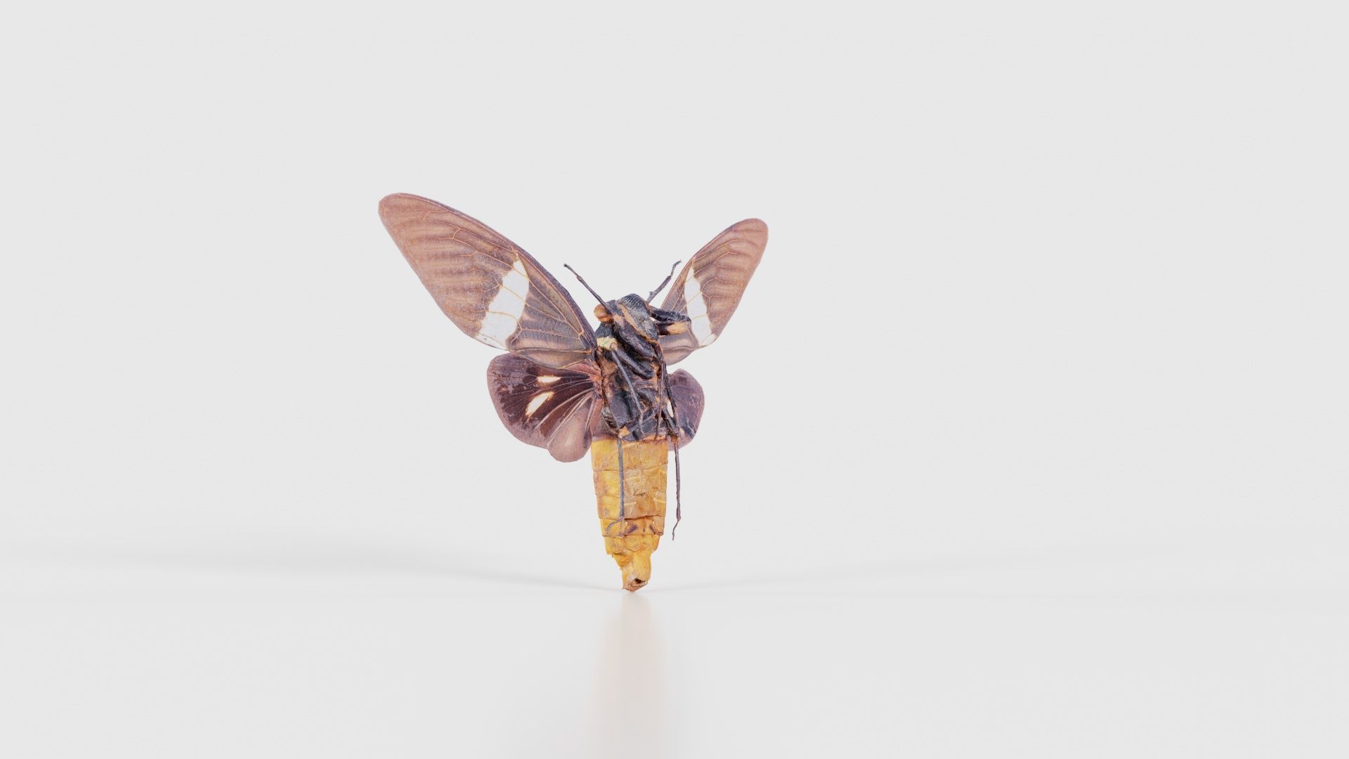 Tosena Fasciata Sumatra Low-poly 3D model_23