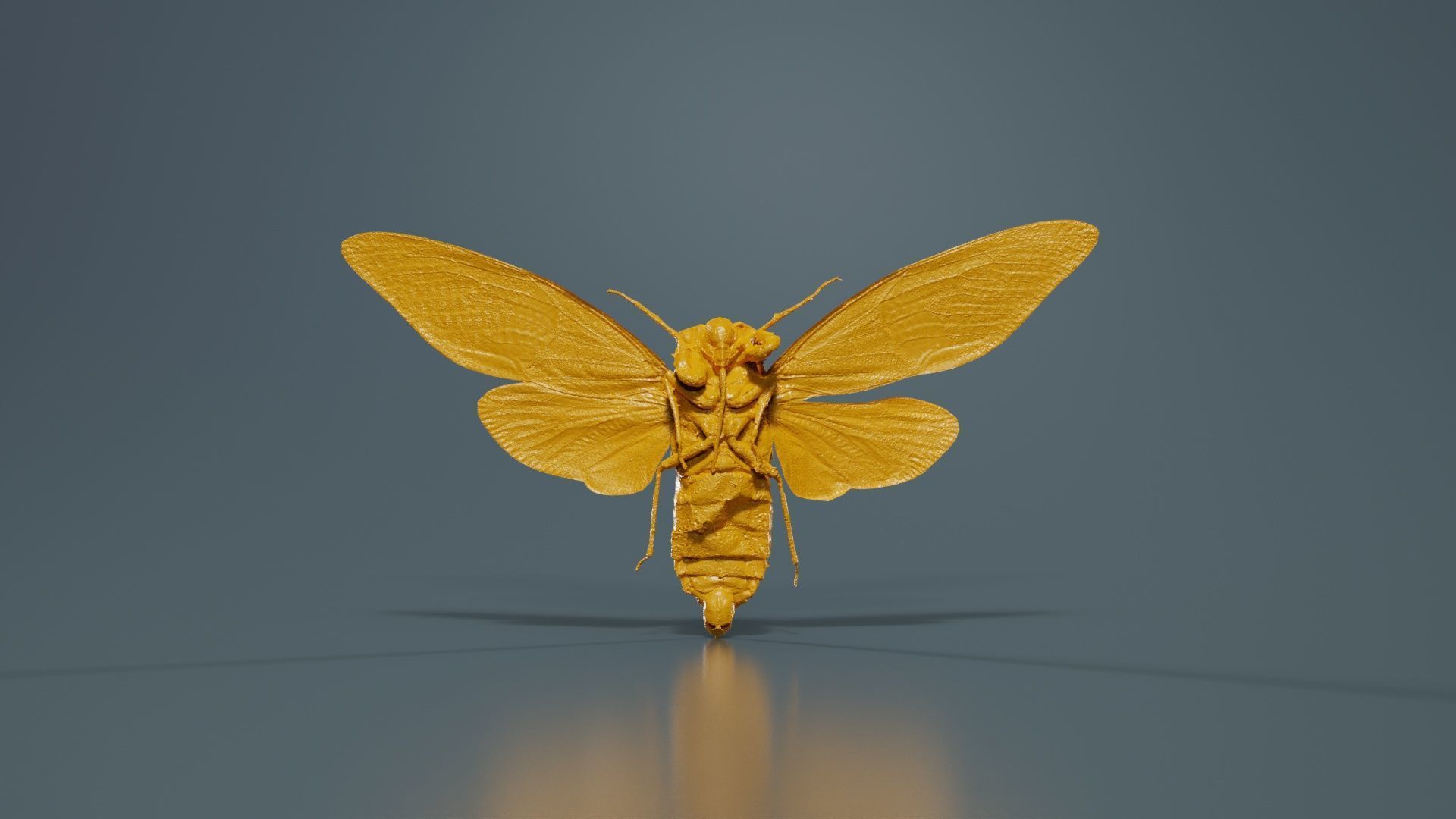 Tosena Fasciata Sumatra Low-poly 3D model_13