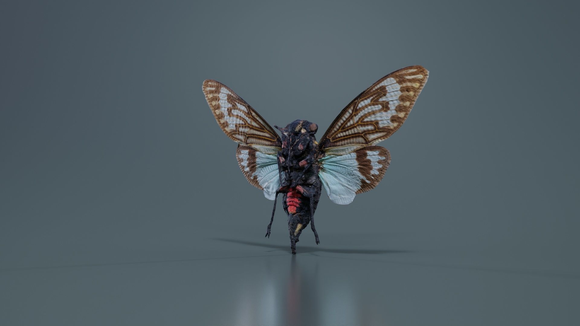 Tosena Splendida Burma Low-poly 3D model_7