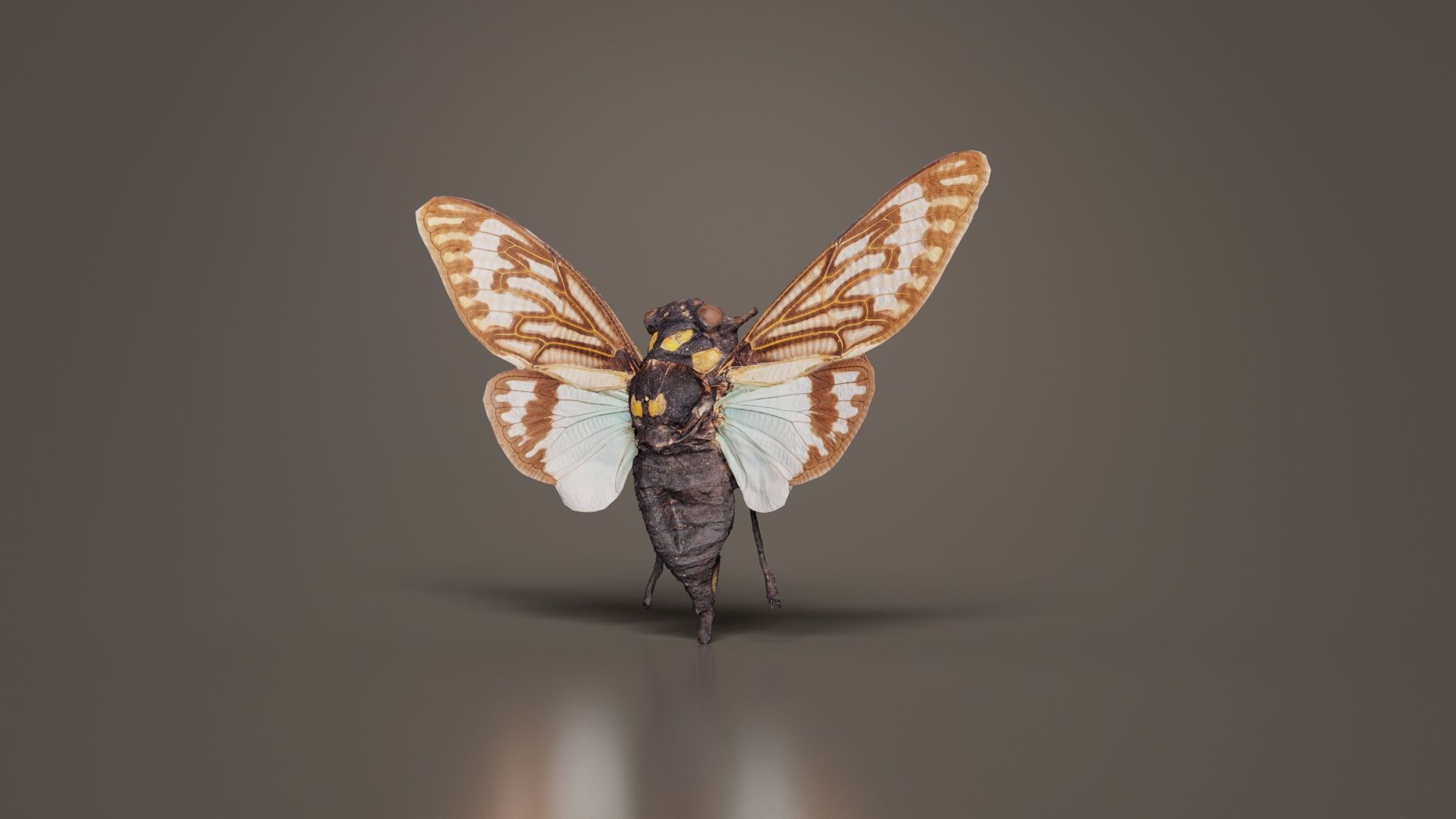 Tosena Splendida Burma Low-poly 3D model_5