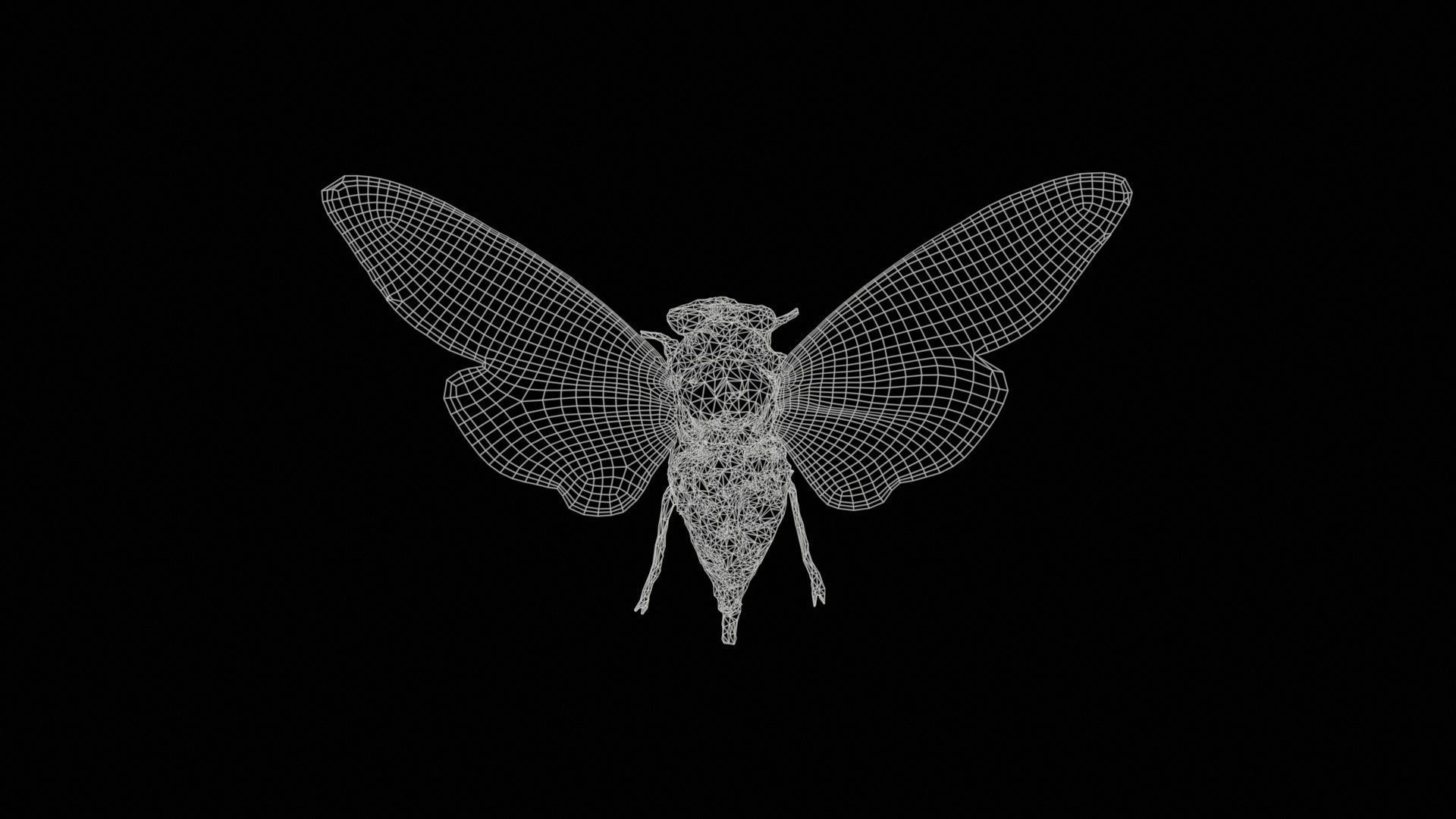 Tosena Splendida Burma Low-poly 3D model_11