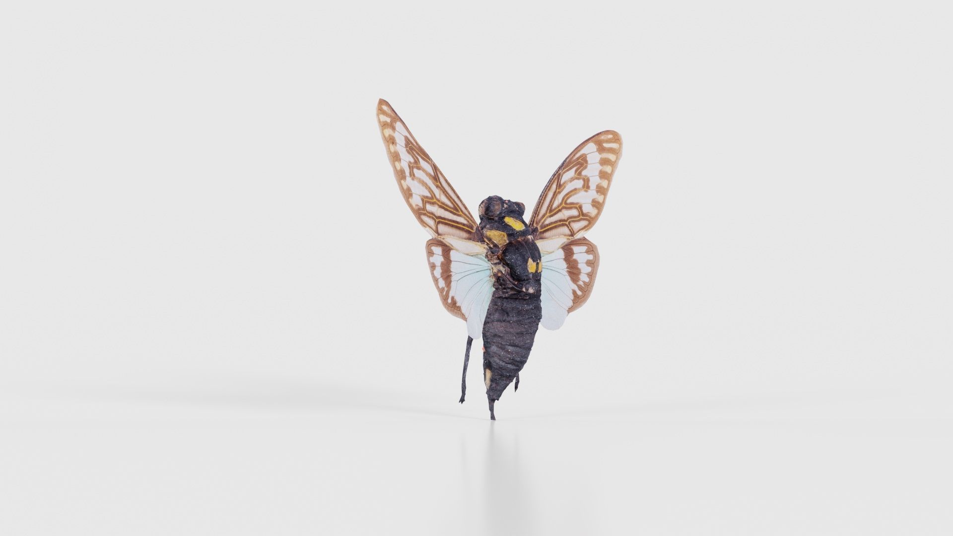 Tosena Splendida Burma Low-poly 3D model_17