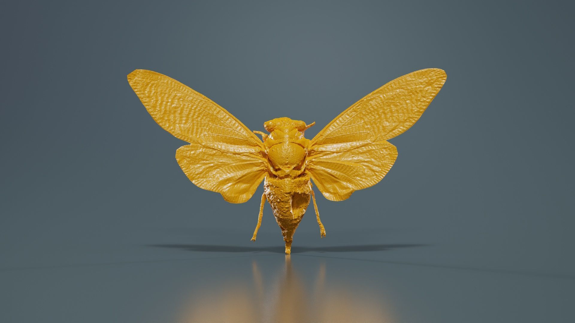 Tosena Splendida Burma Low-poly 3D model_12