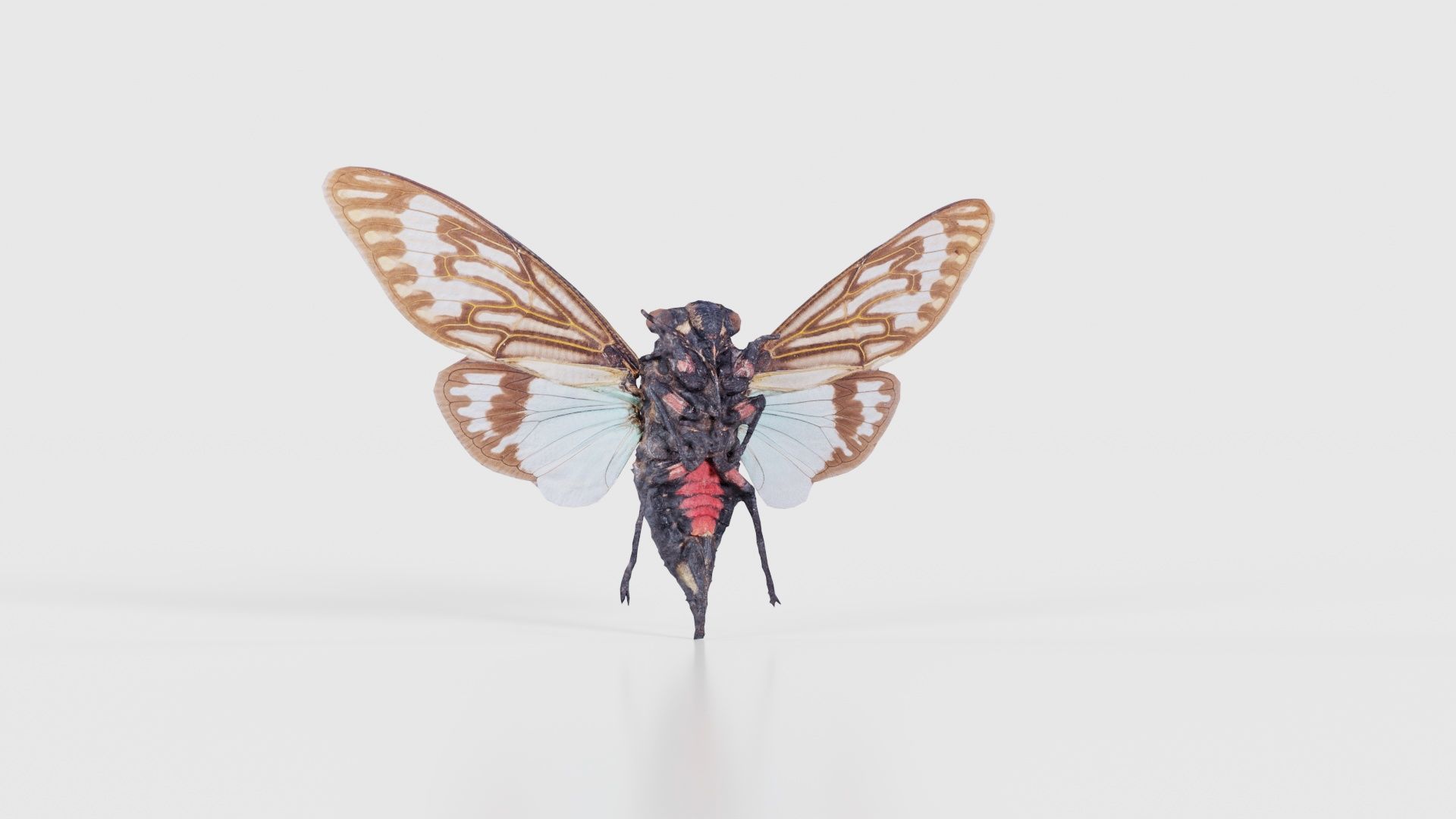 Tosena Splendida Burma Low-poly 3D model_22