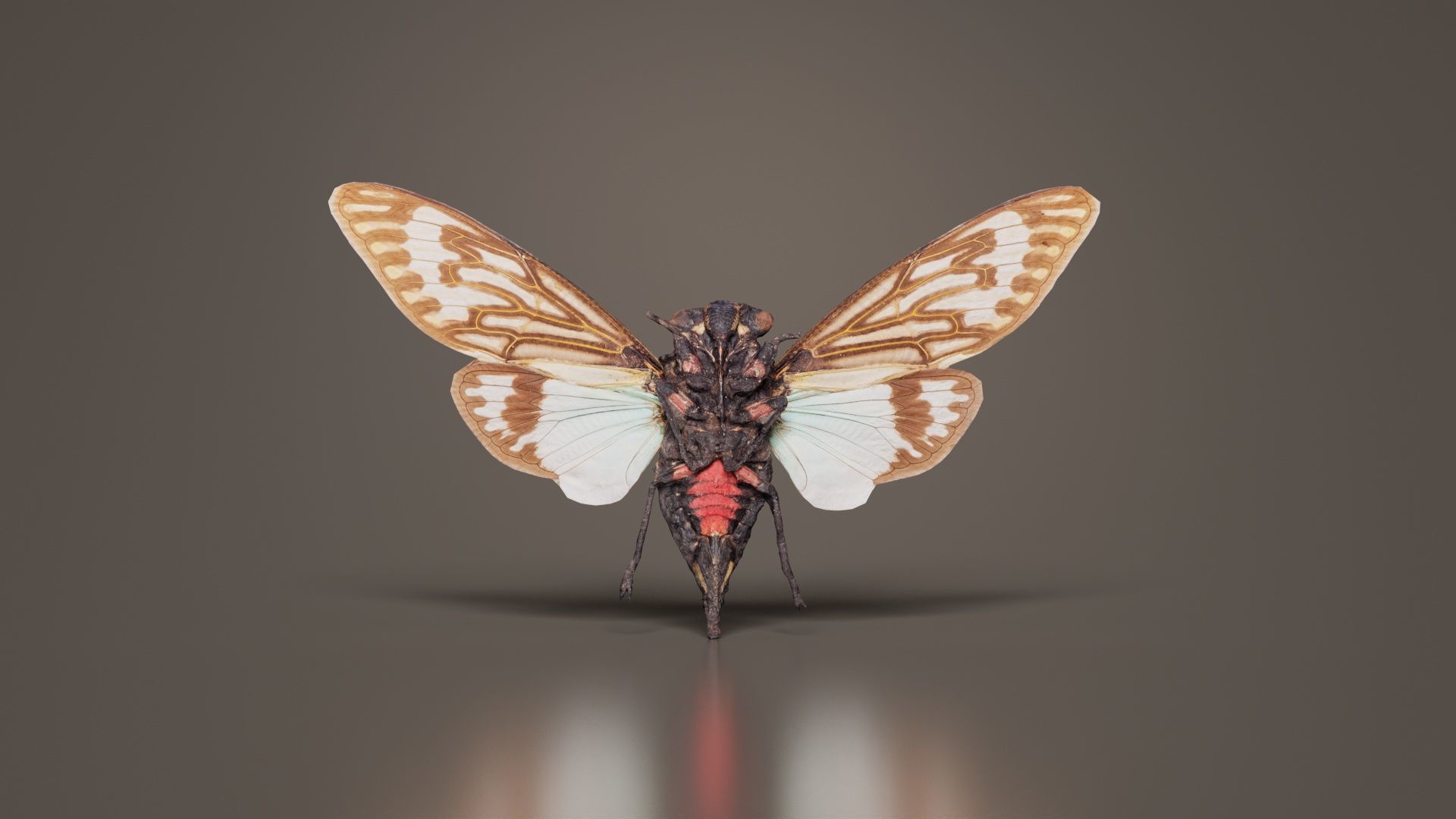 Tosena Splendida Burma Low-poly 3D model_6