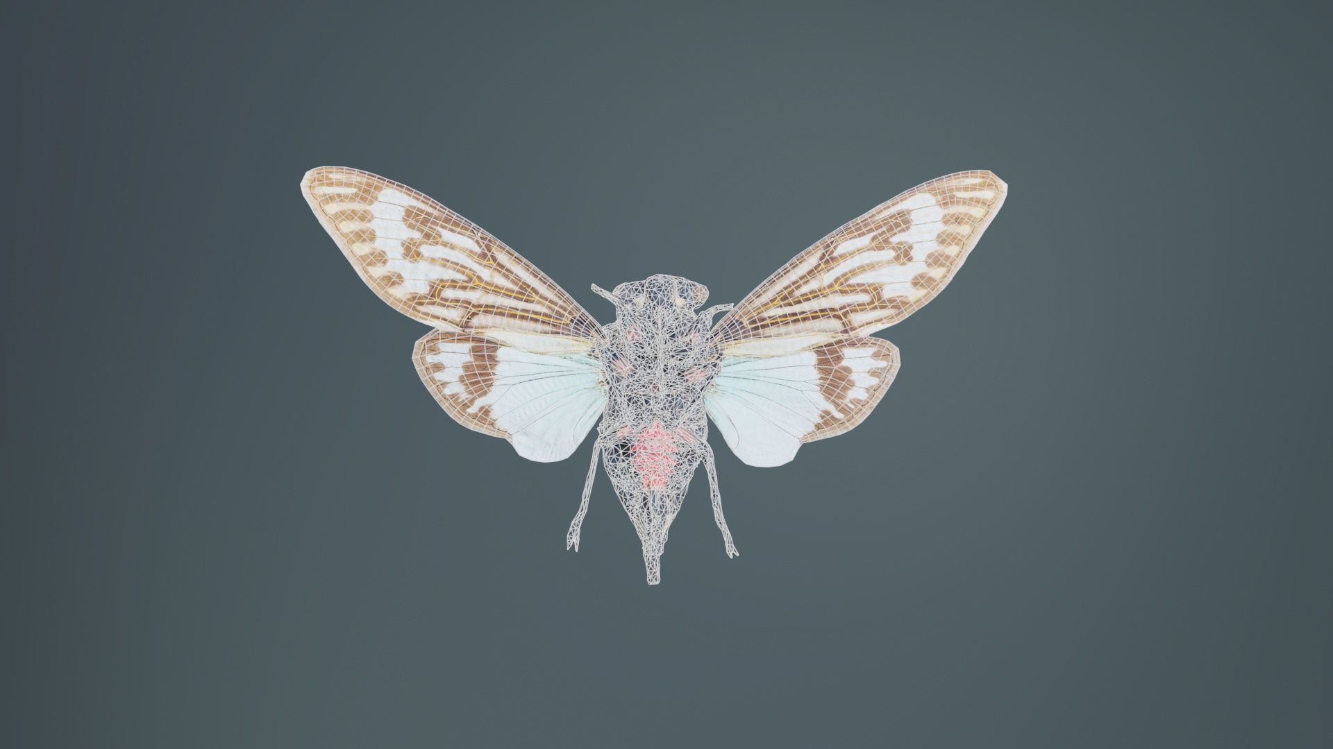 Tosena Splendida Burma Low-poly 3D model_10