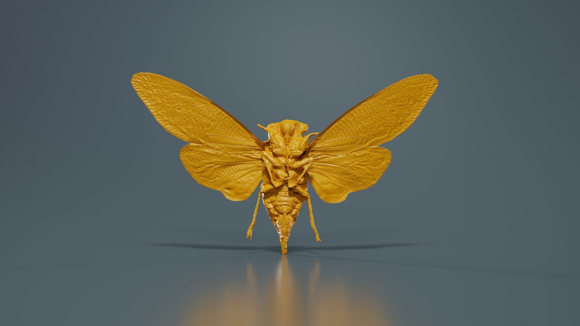 Tosena Splendida Burma Low-poly 3D model_13