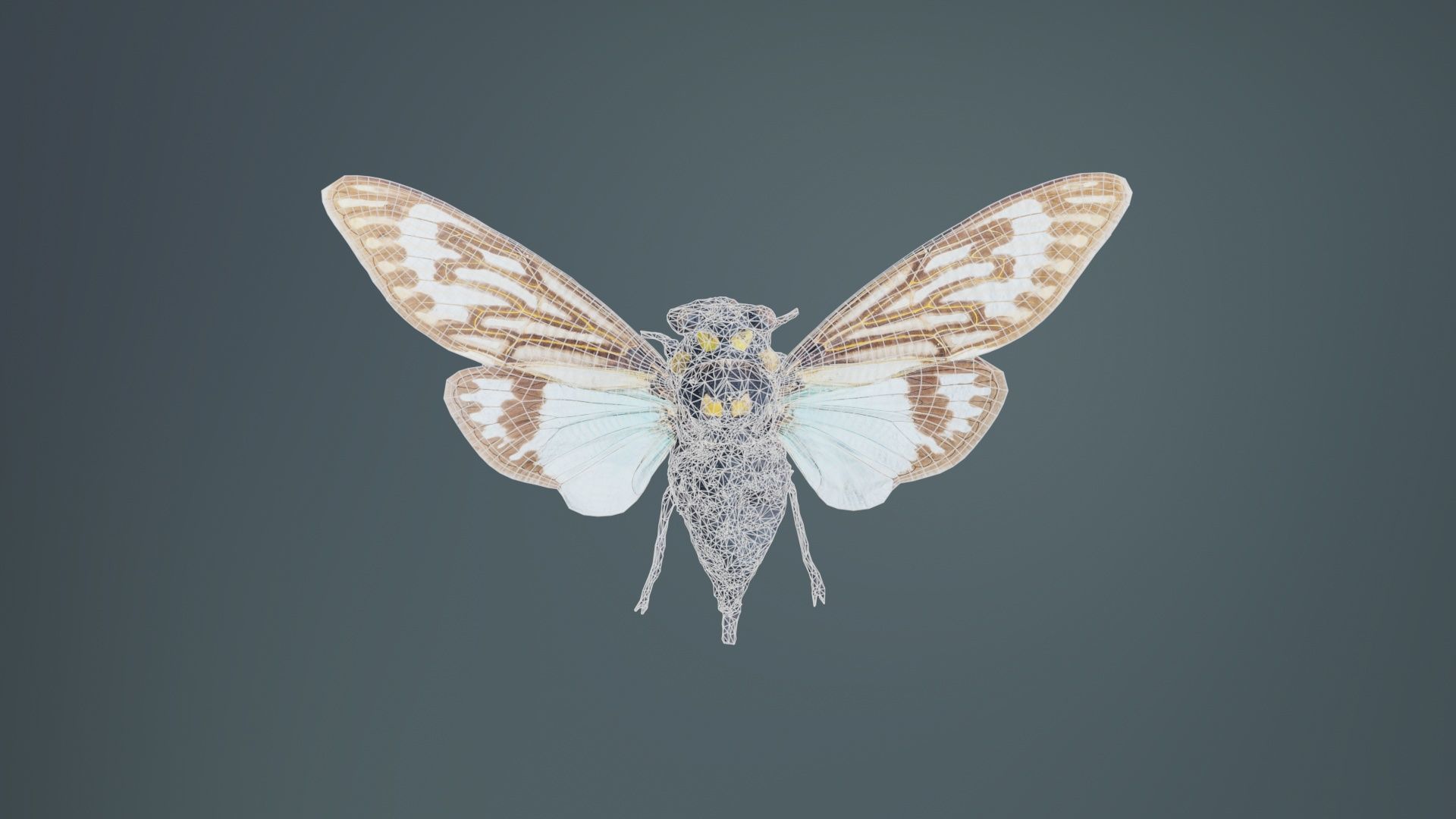 Tosena Splendida Burma Low-poly 3D model_9