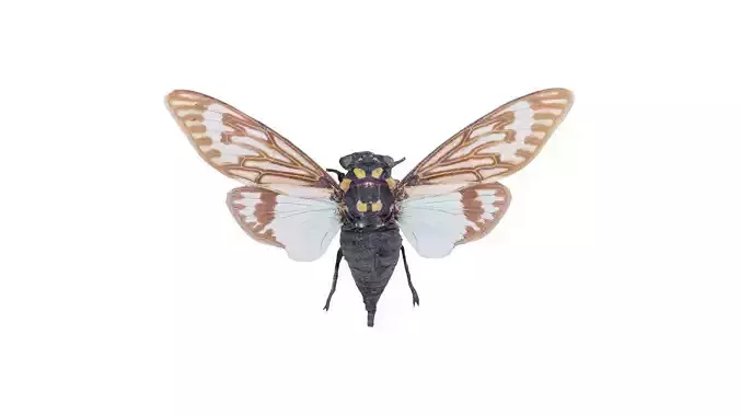 Tosena Splendida Burma