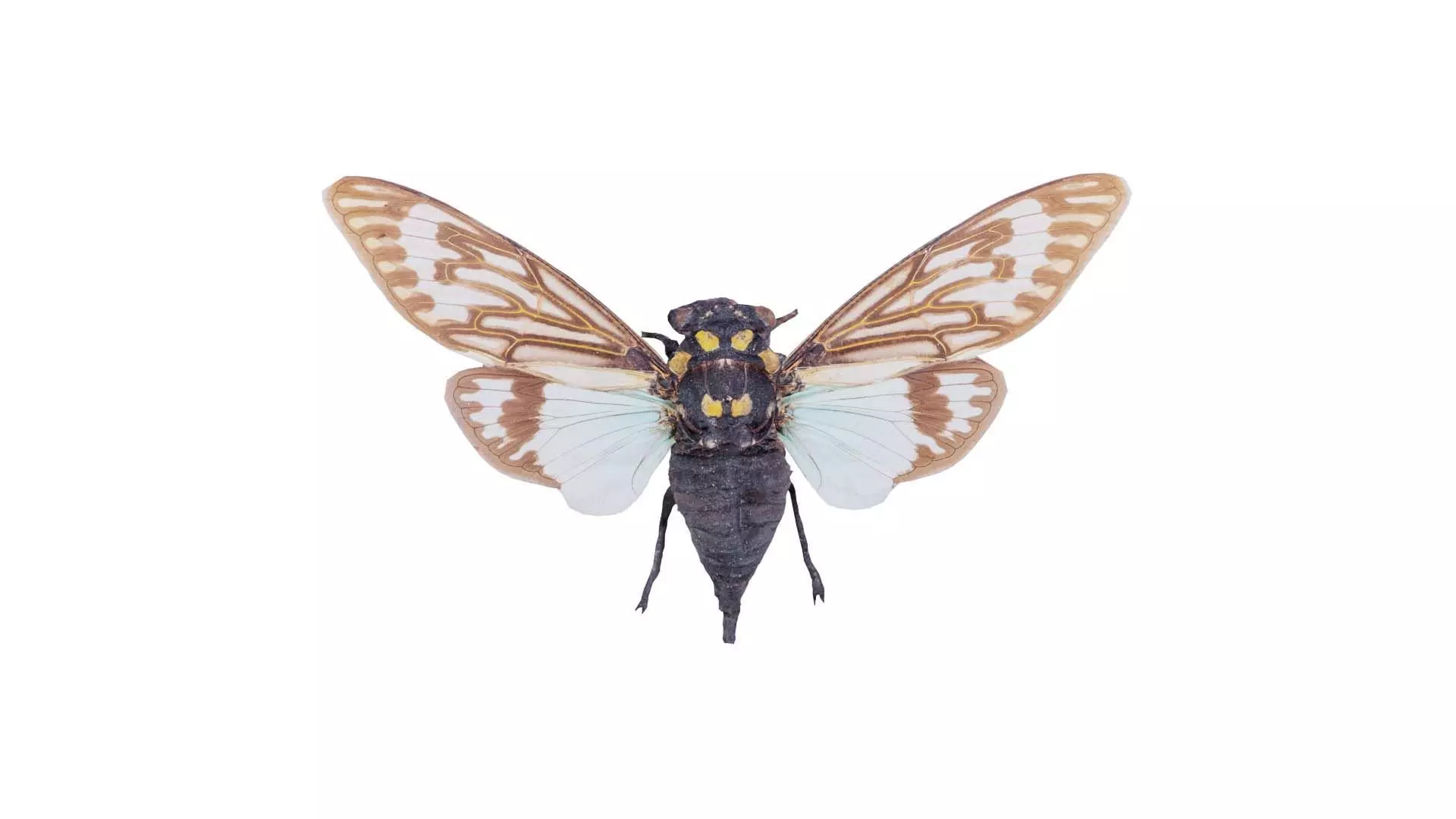 Tosena Splendida Burma Low-poly 3D model_0