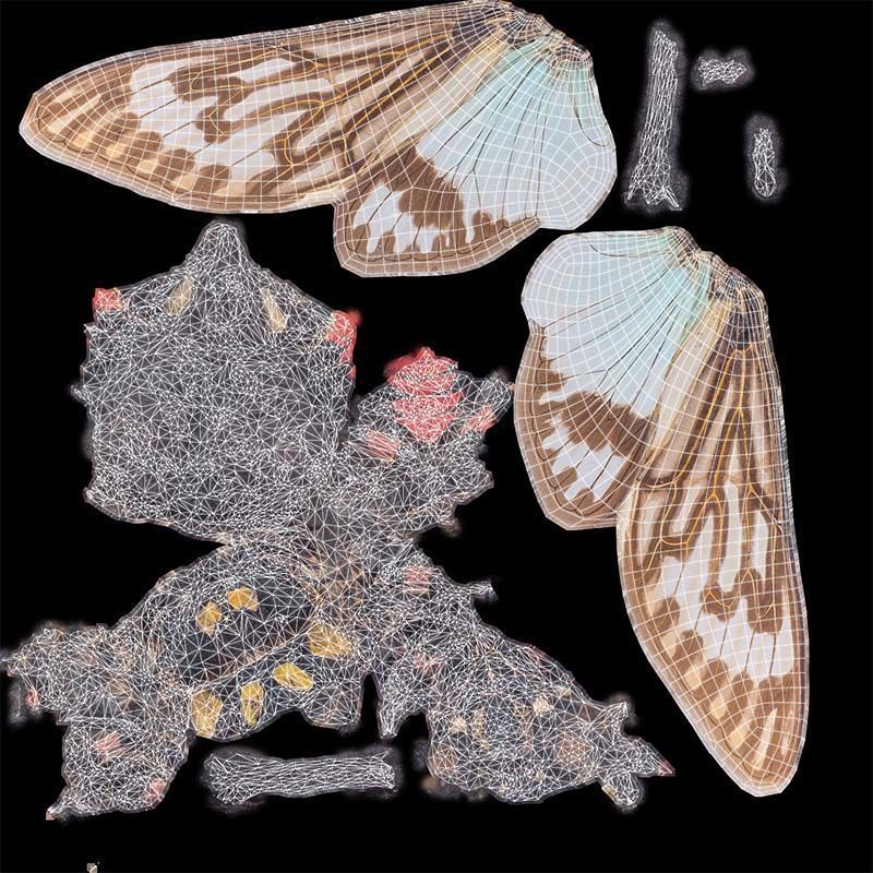 Tosena Splendida Burma Low-poly 3D model_14