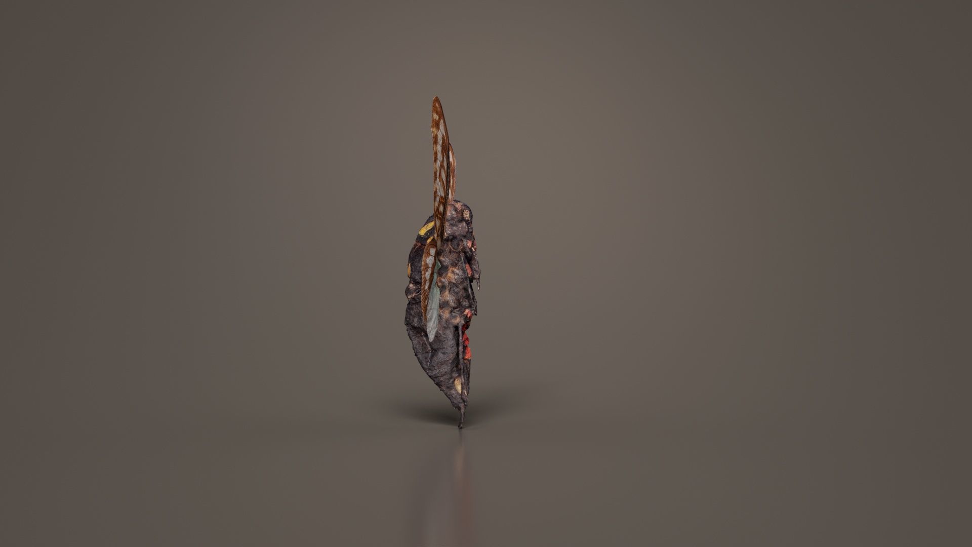 Tosena Splendida Burma Low-poly 3D model_1