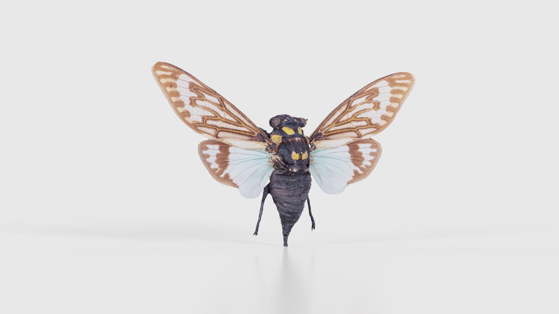 Tosena Splendida Burma Low-poly 3D model_16