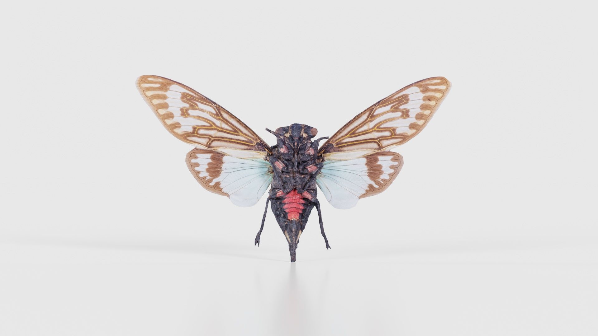 Tosena Splendida Burma Low-poly 3D model_21