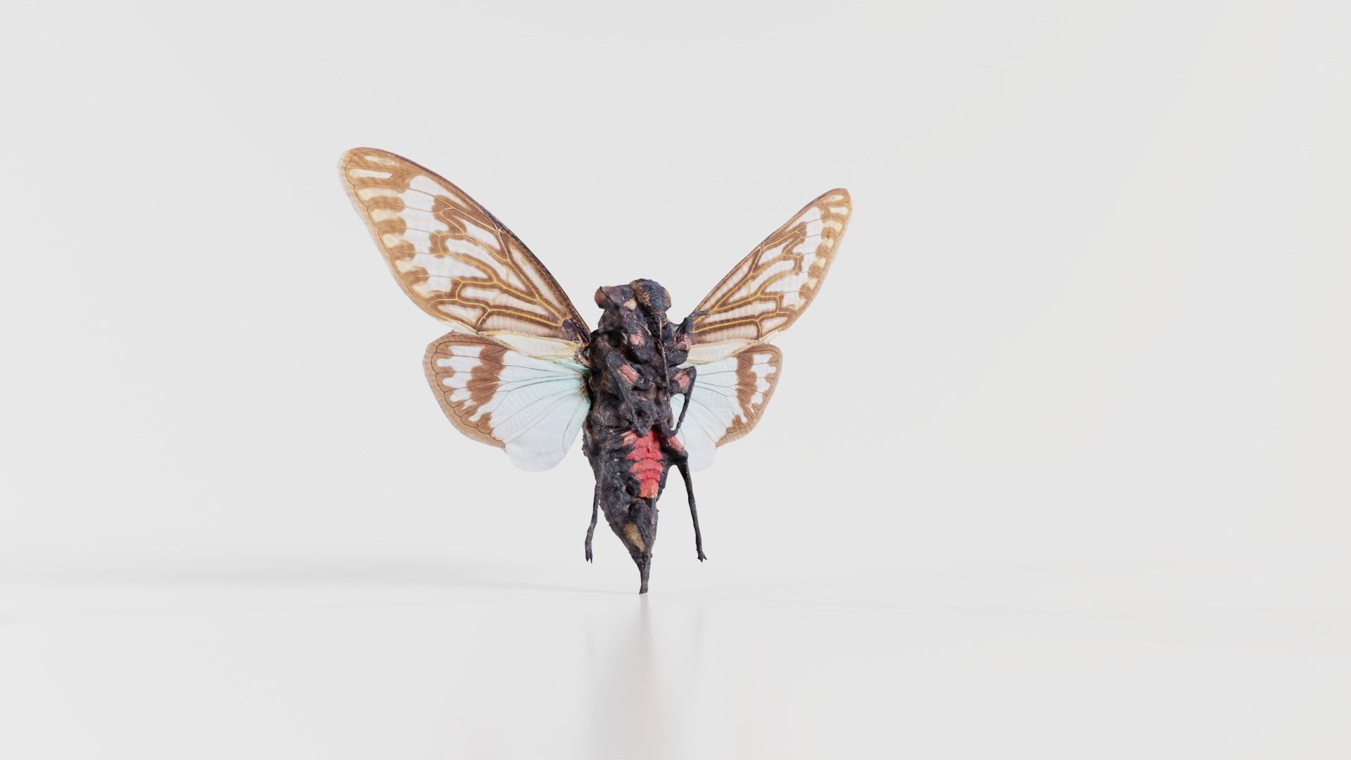 Tosena Splendida Burma Low-poly 3D model_4