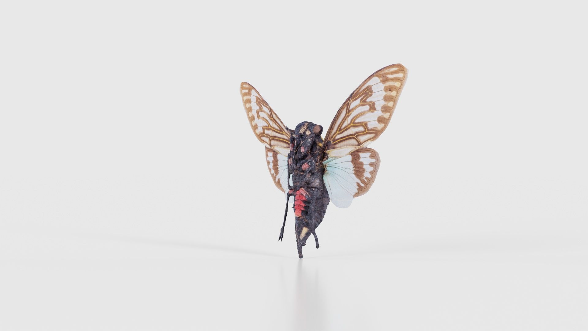 Tosena Splendida Burma Low-poly 3D model_19