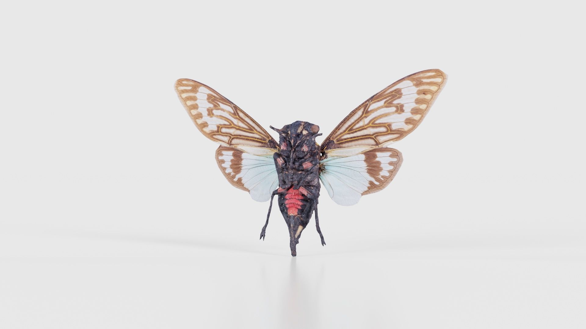 Tosena Splendida Burma Low-poly 3D model_20