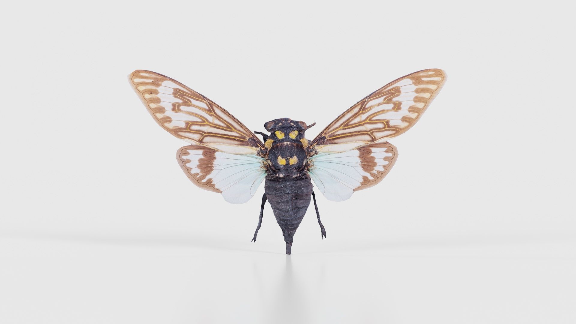 Tosena Splendida Burma Low-poly 3D model_15