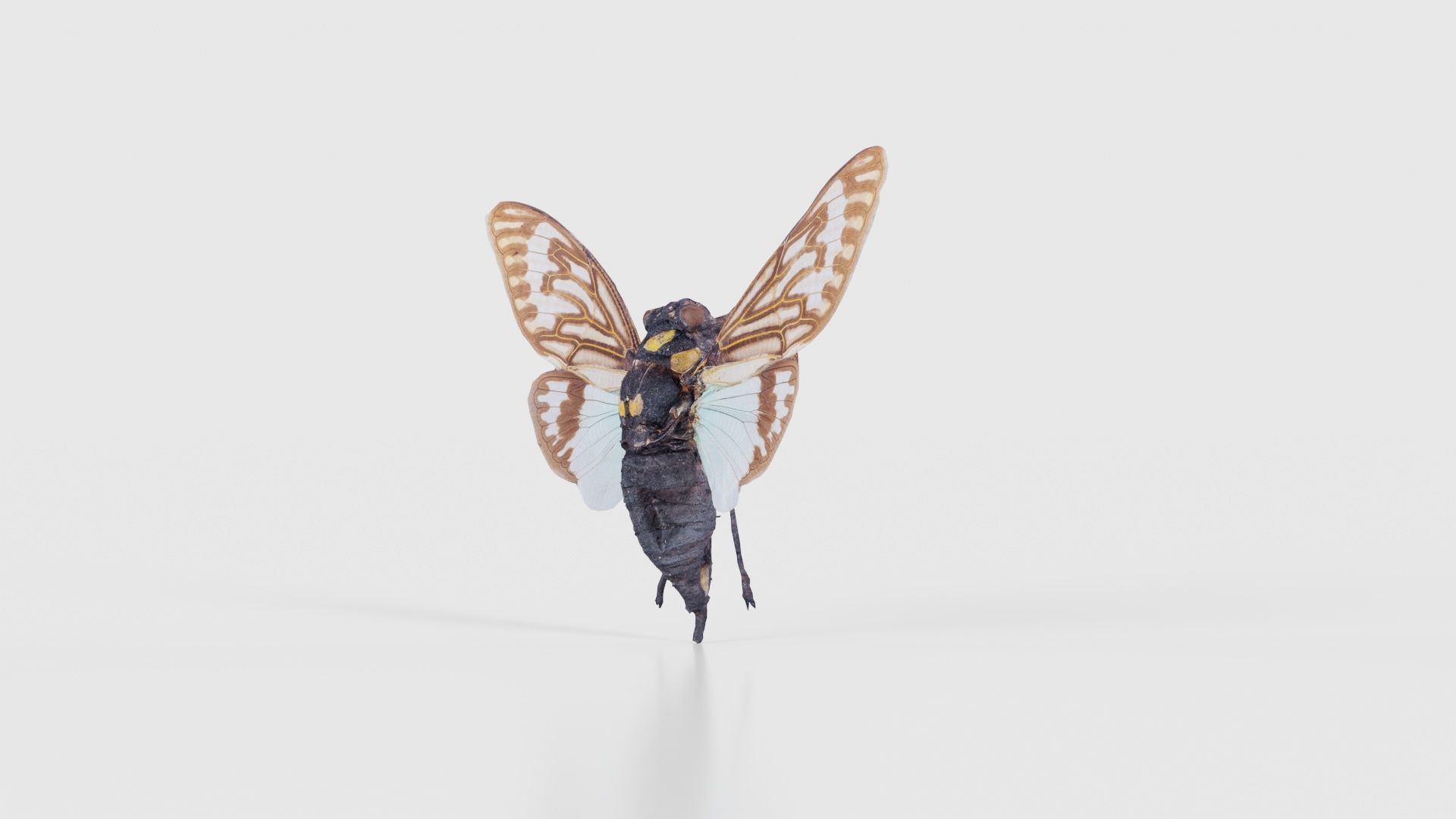 Tosena Splendida Burma Low-poly 3D model_25